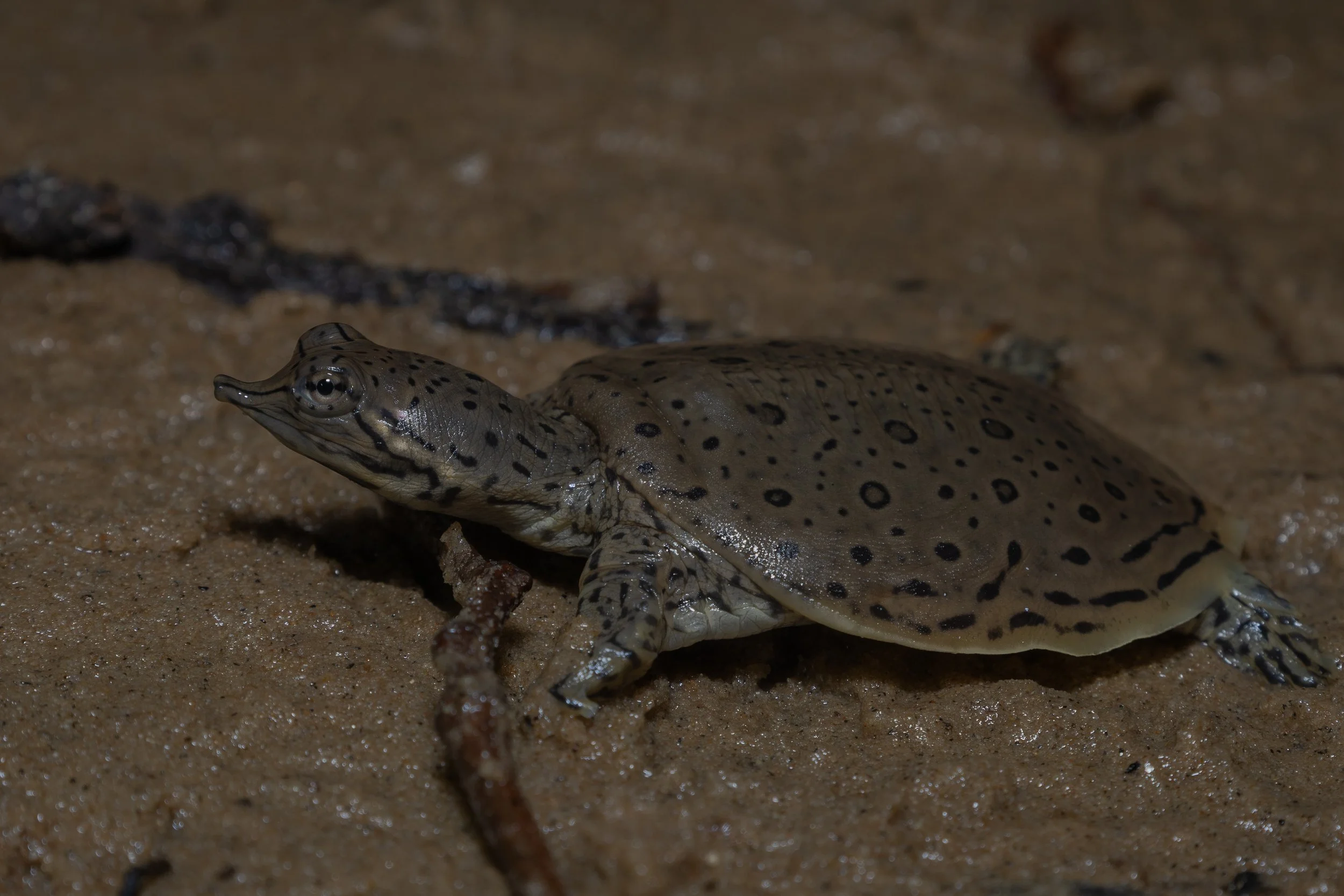 Spiny Softshell Turtle