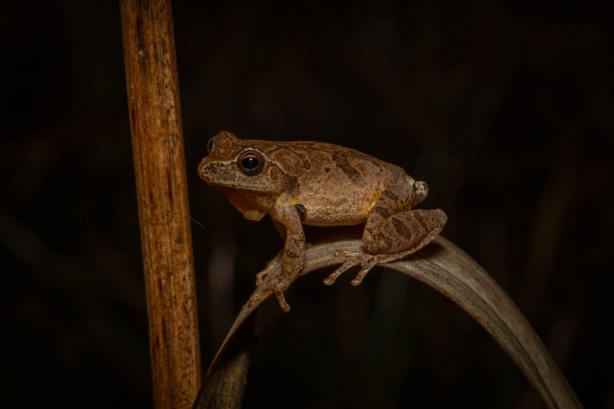 Spring Peeper