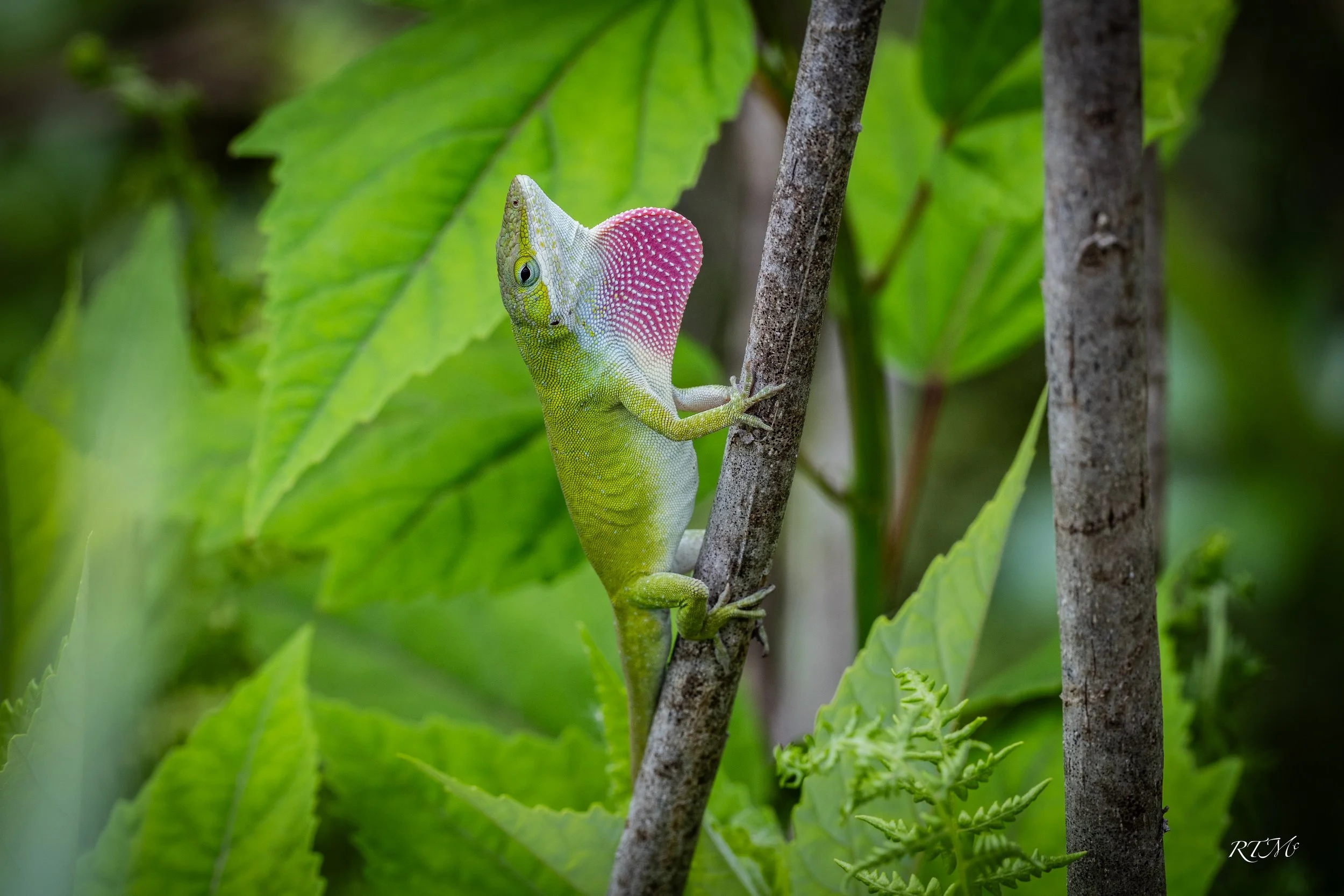 Carolina Anole