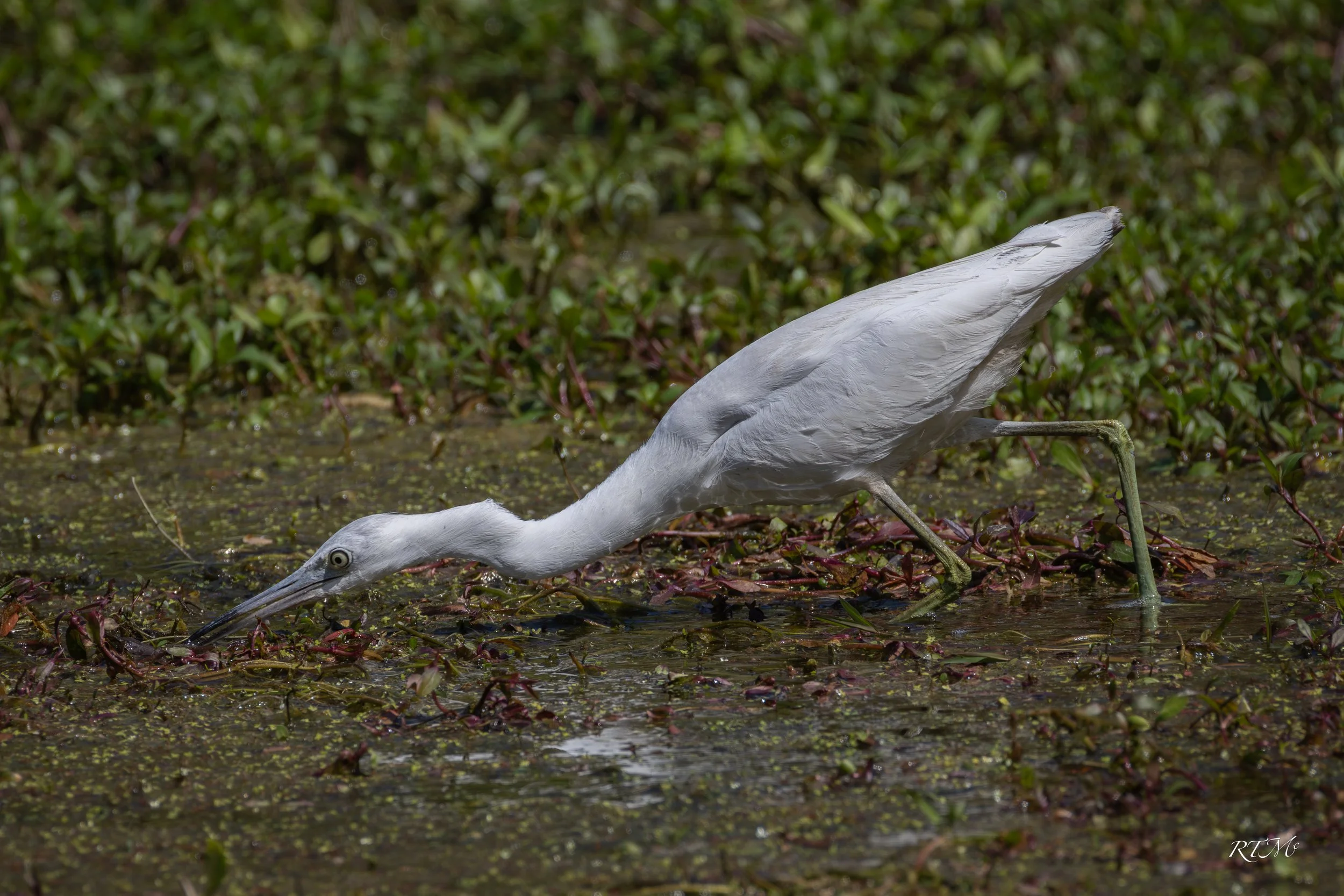 Little Blue Heron