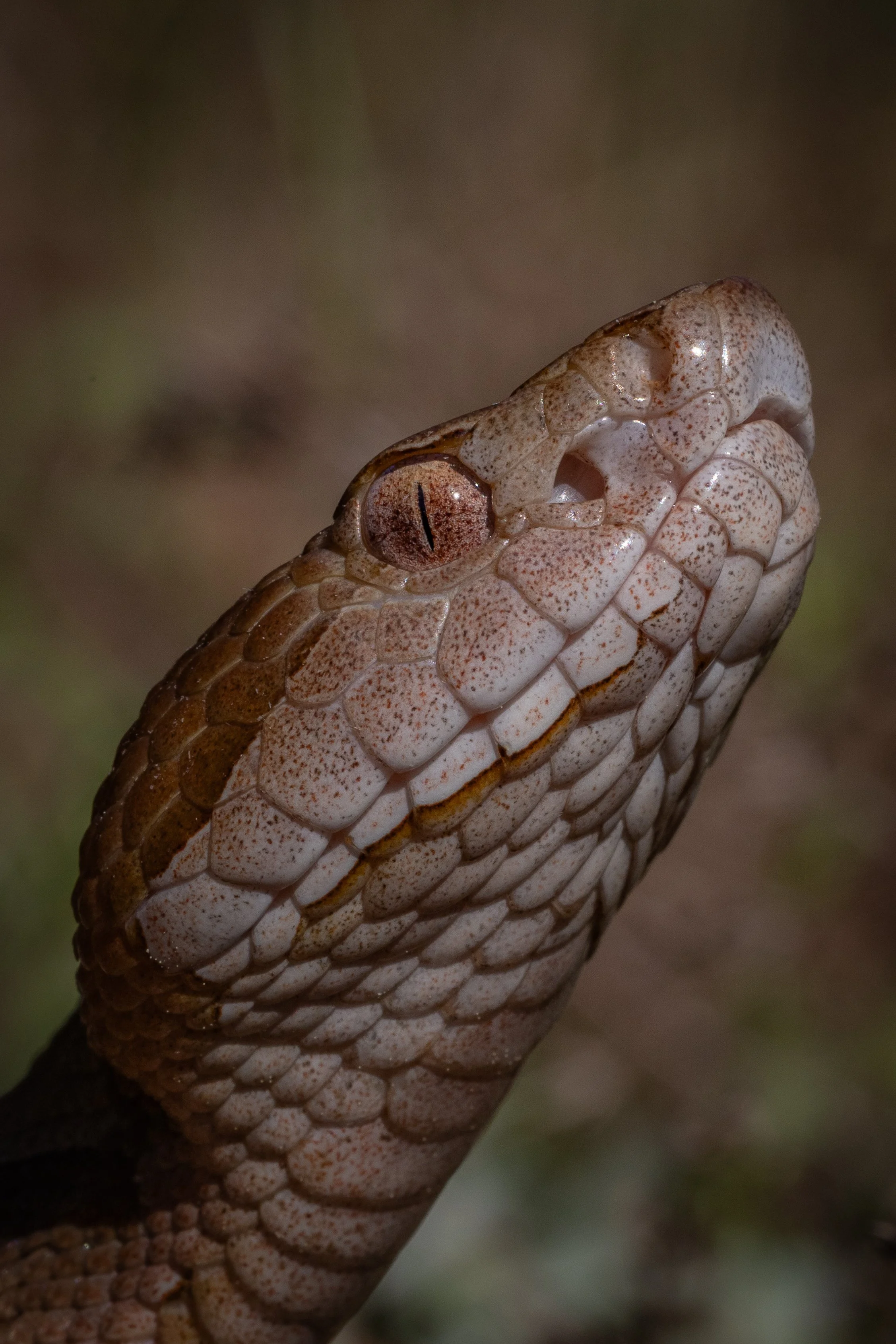 Copperhead