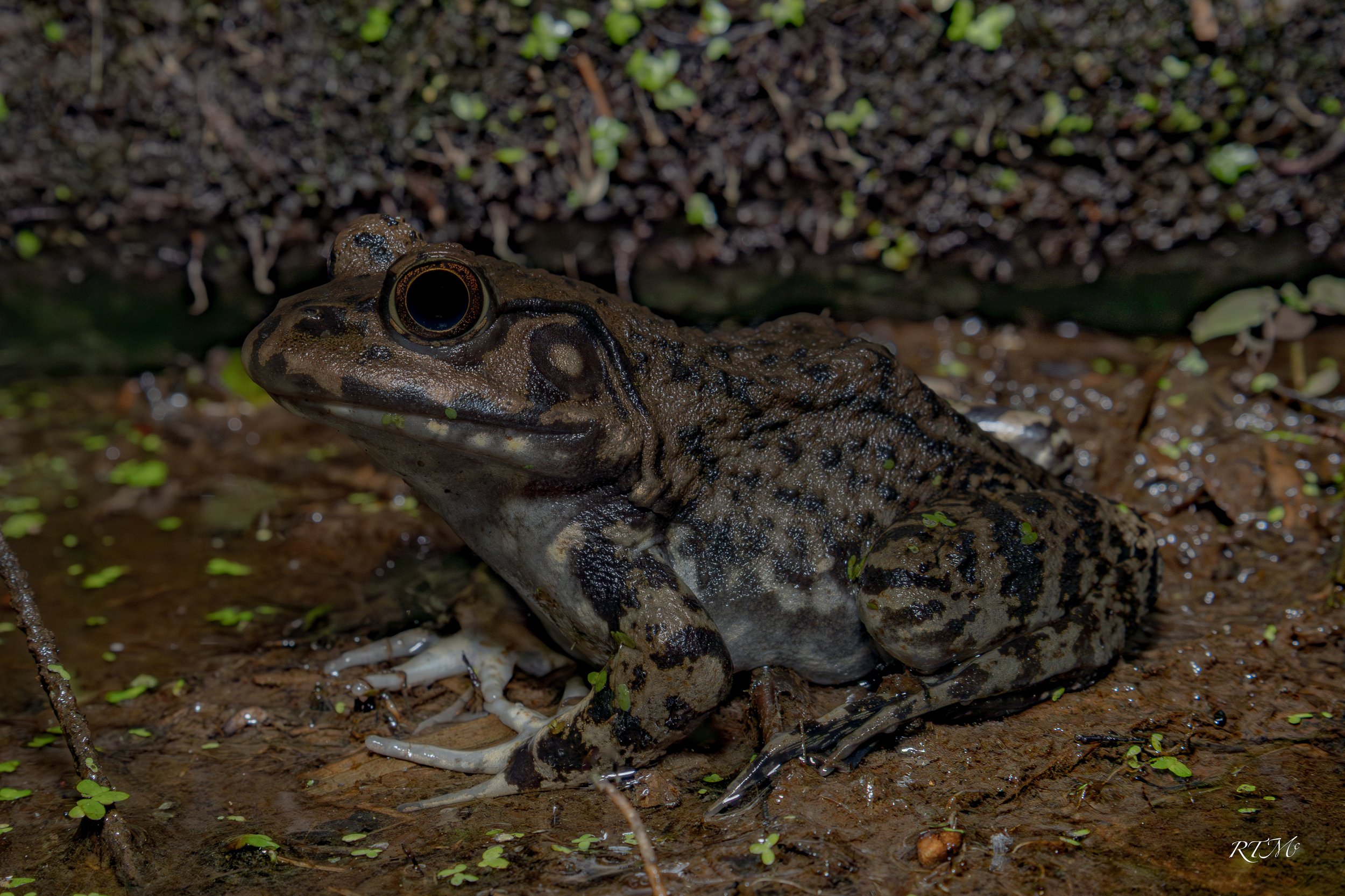 River Frog
