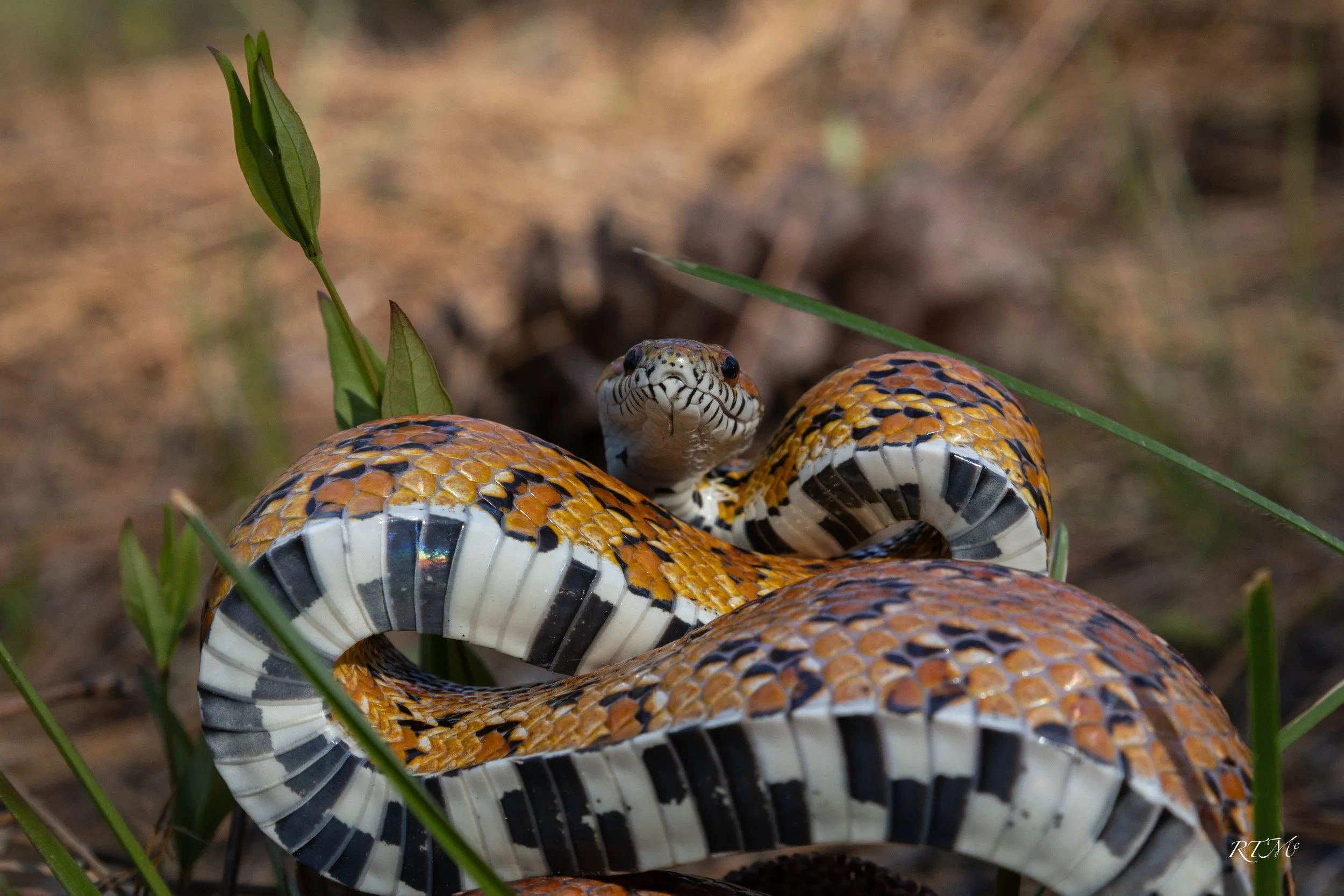 Corn Snake