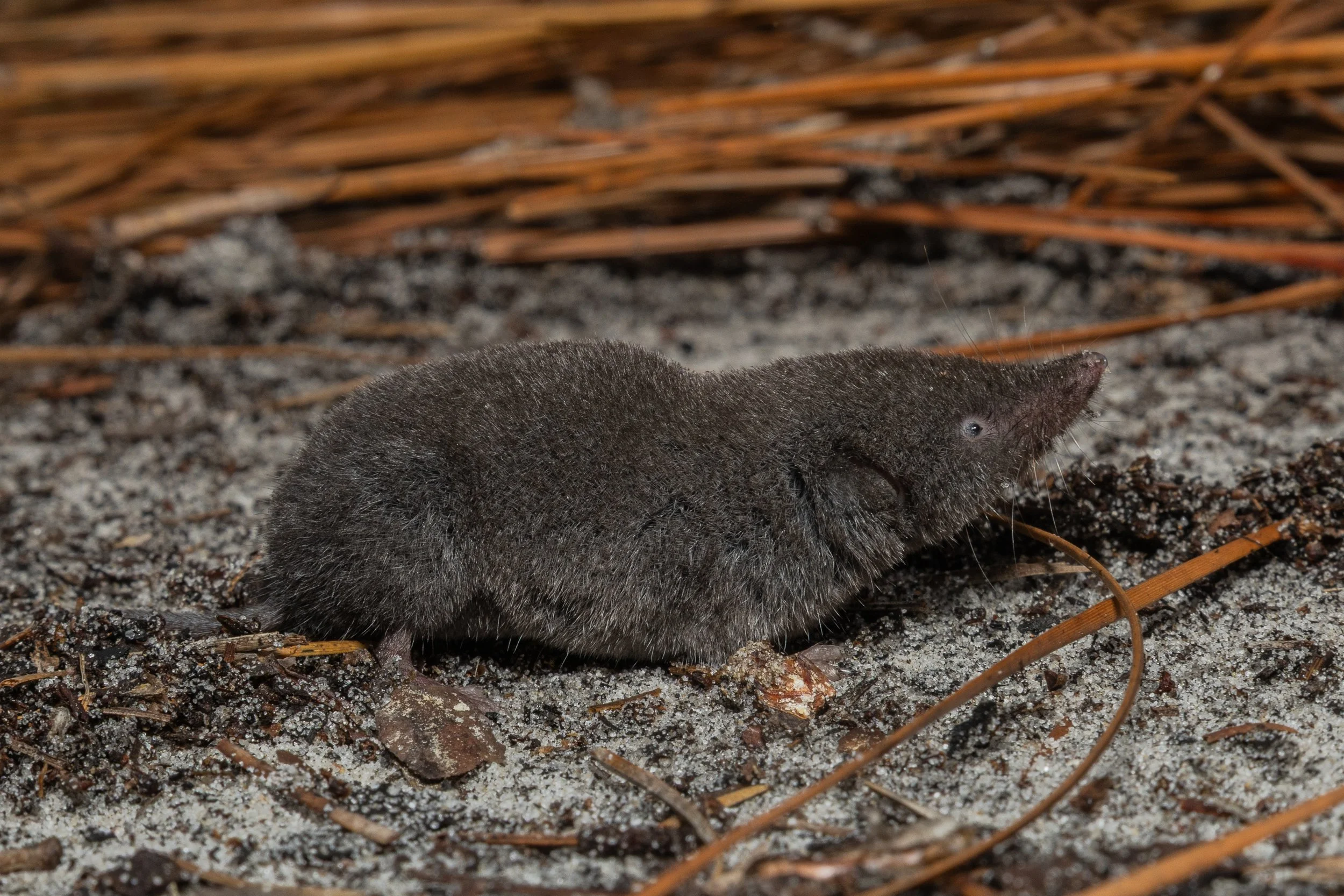 Short-tailed Shrew