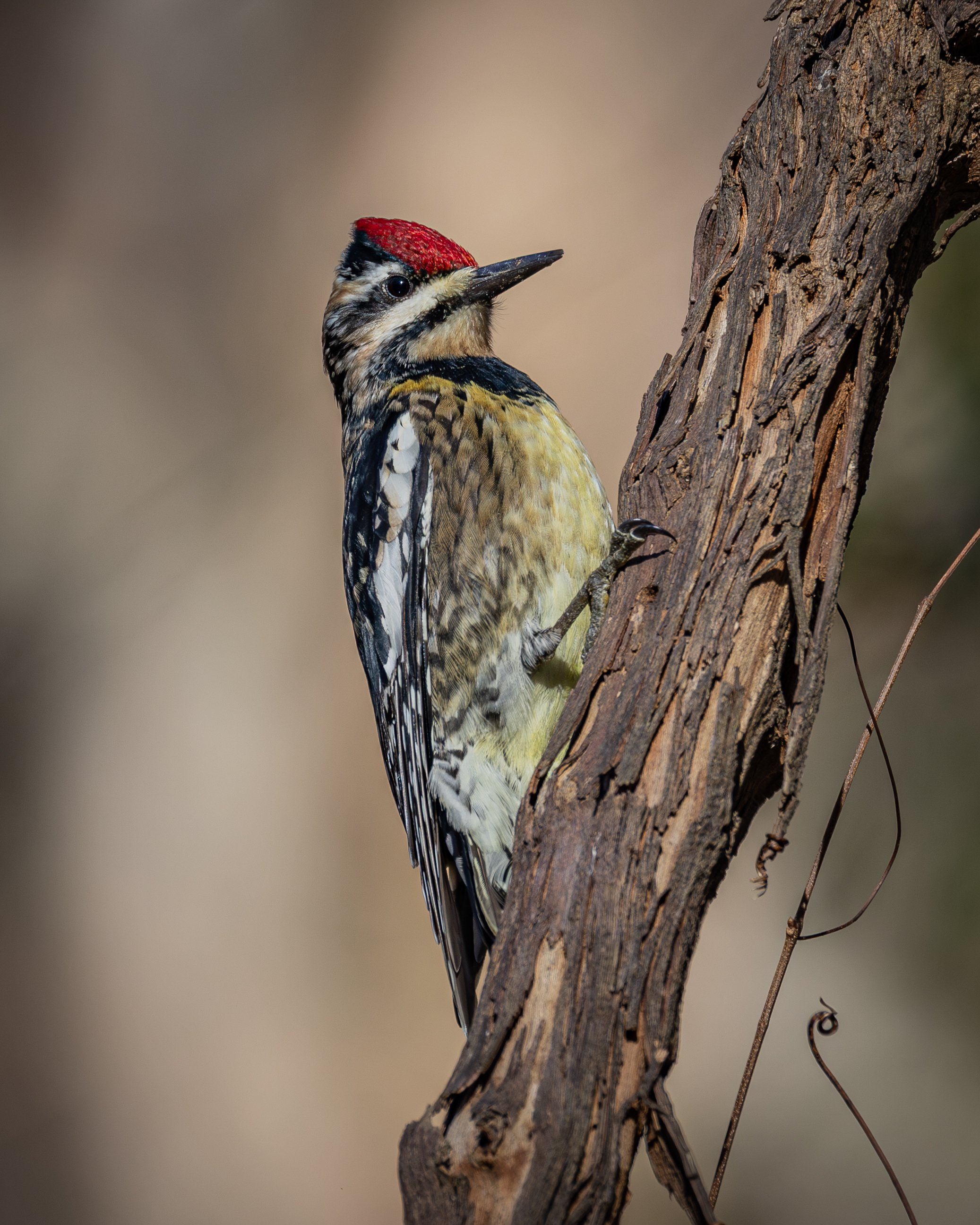 Yellow-bellied Sapsucker