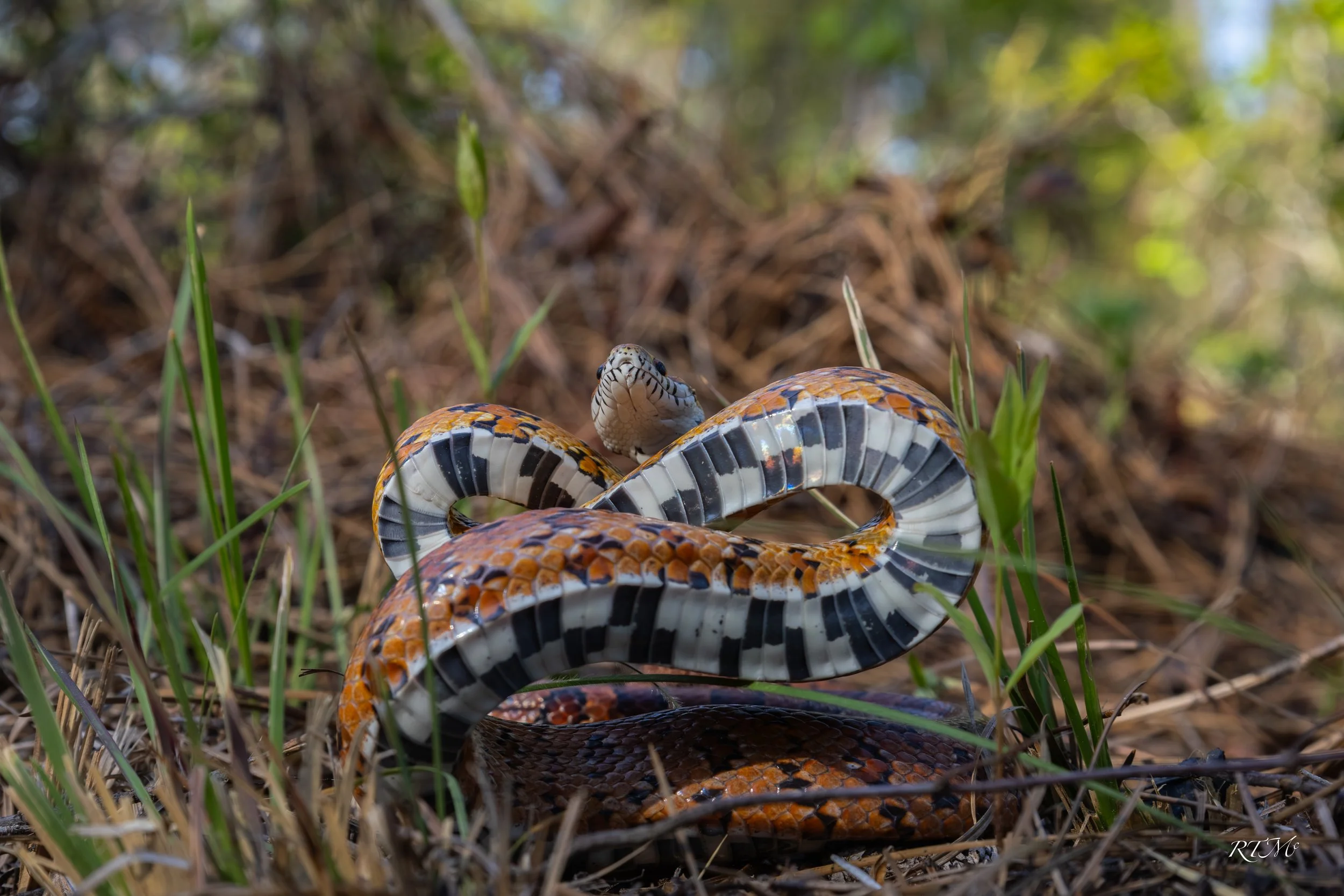 Corn Snake