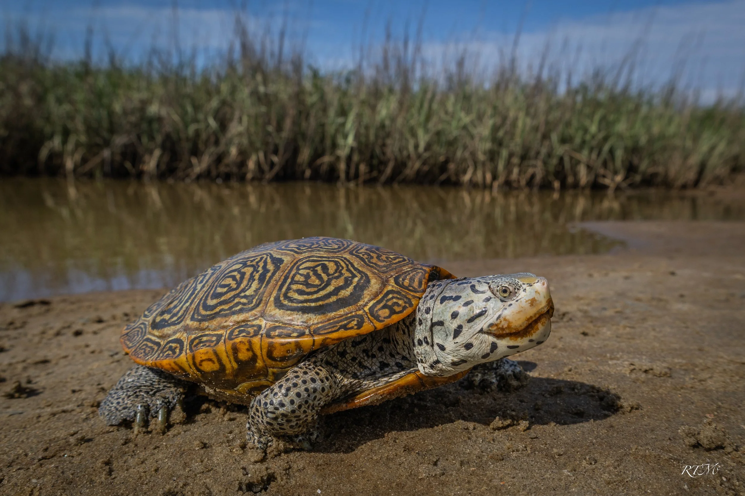 Diamondback Terrapin