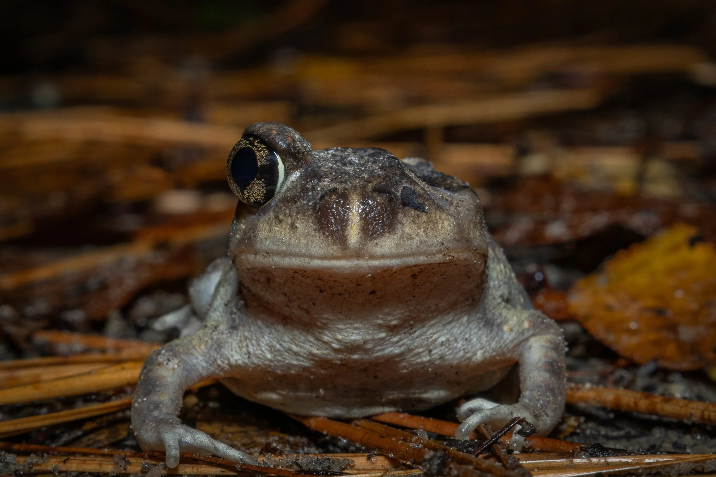 Eastern Spadefoot Toad