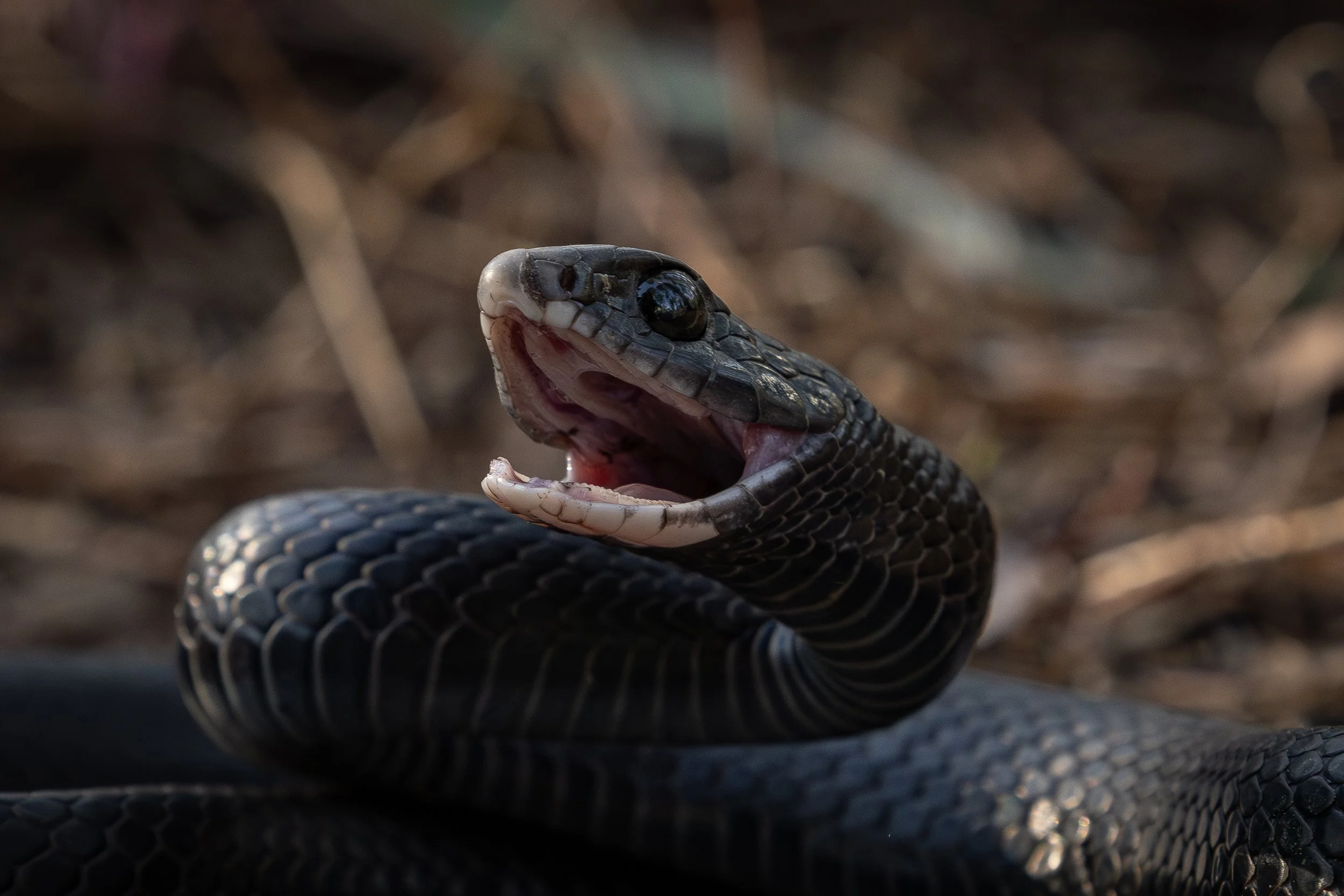 Black Racer