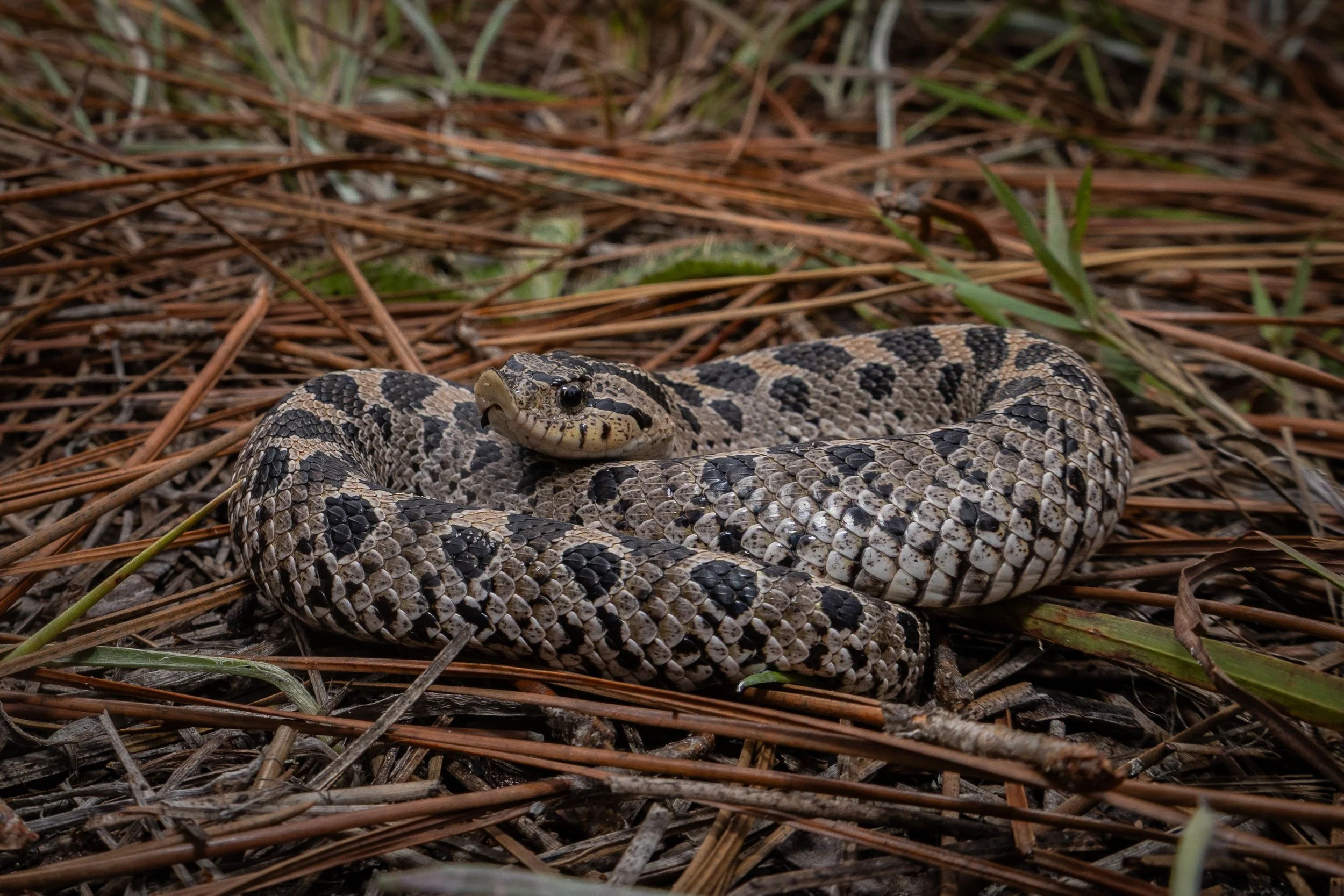 Southern Hognose Snake