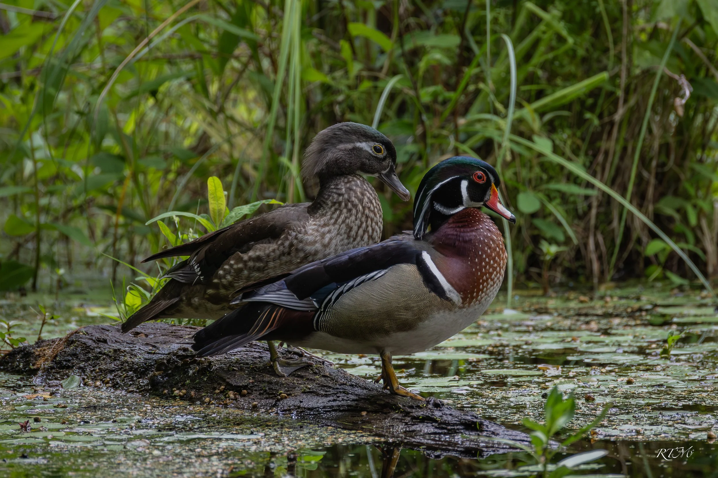 Wood Ducks