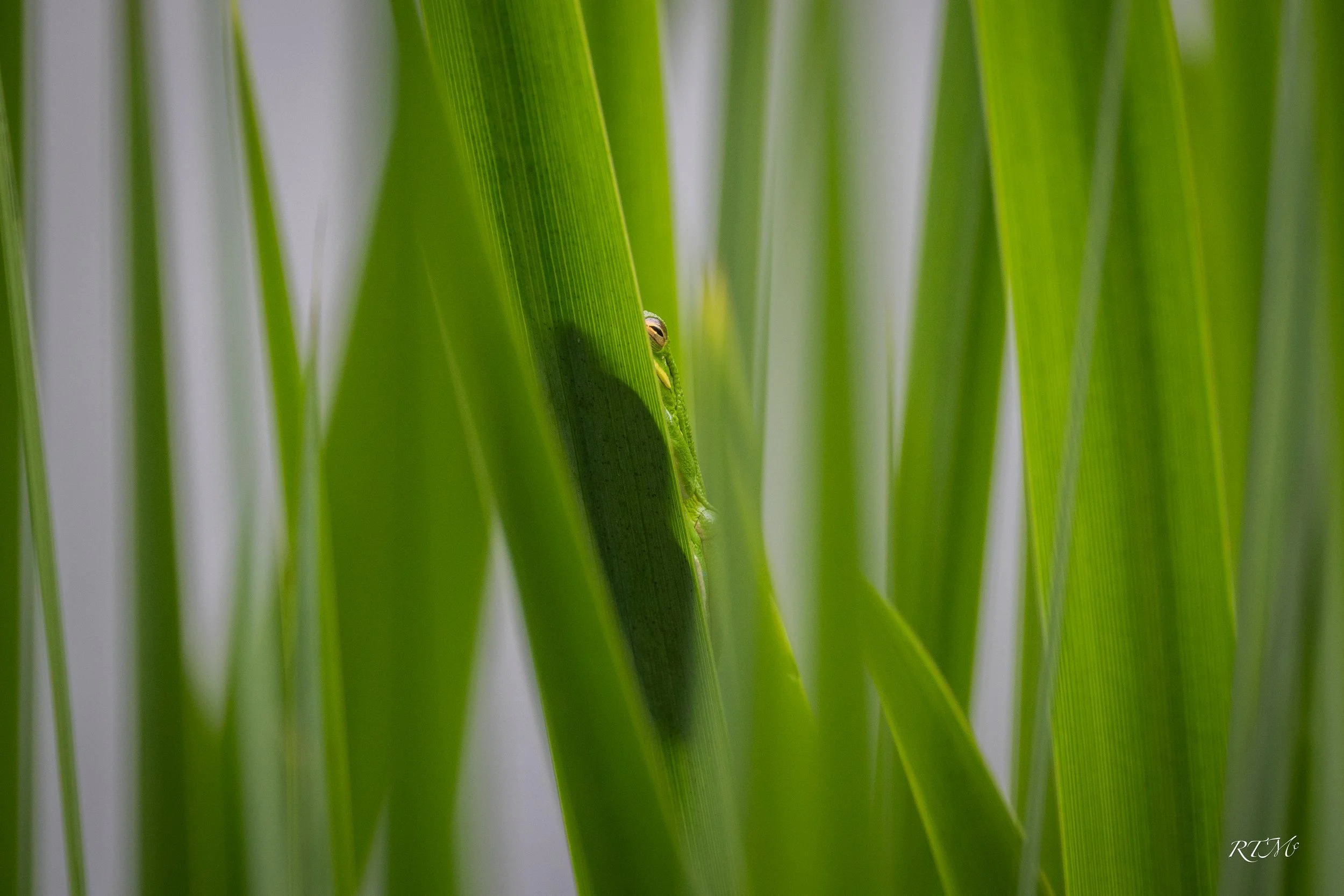 Green Treefrog