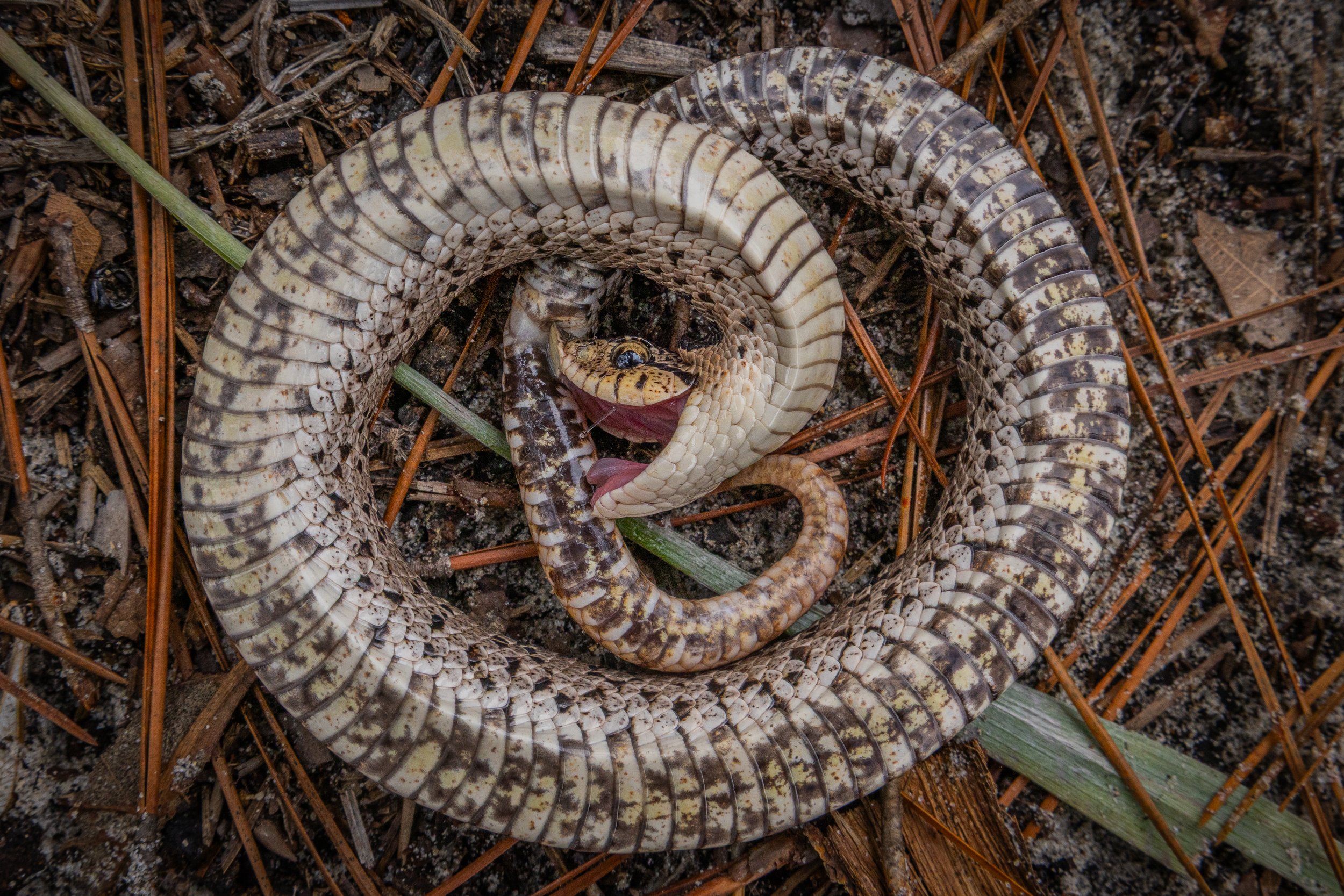 Southern Hognose Snake
