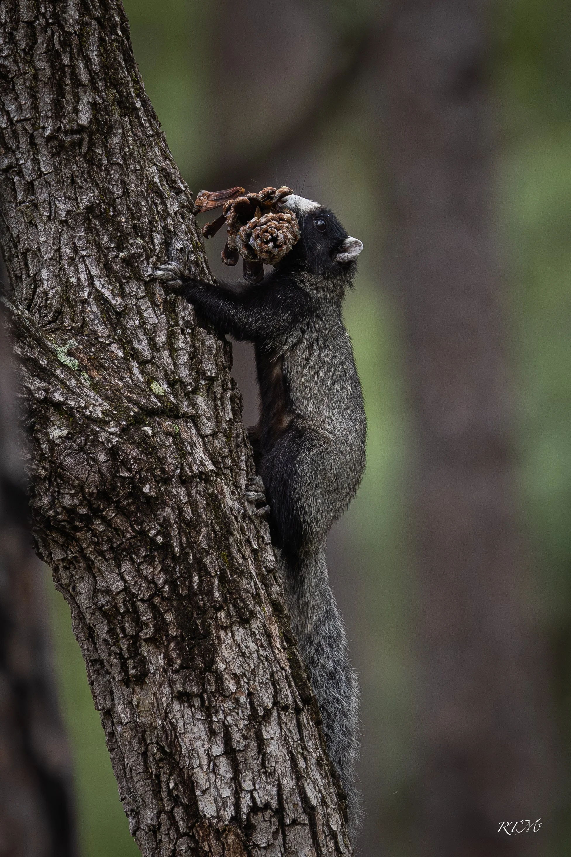 Fox Squirrel