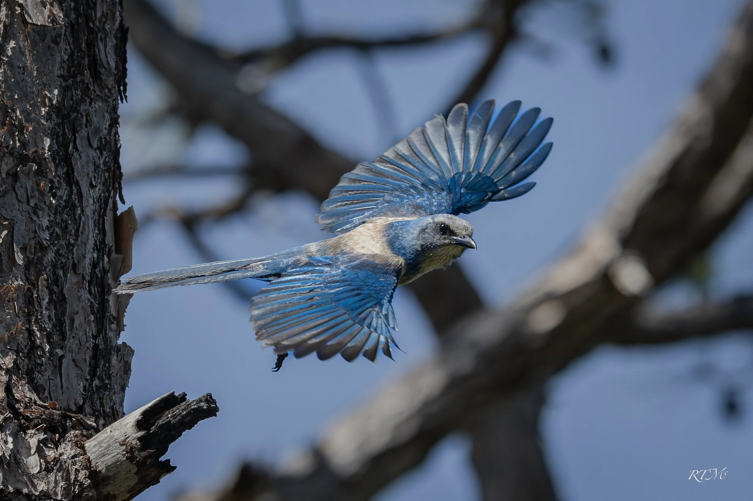 Florida Scrub-jay in flight