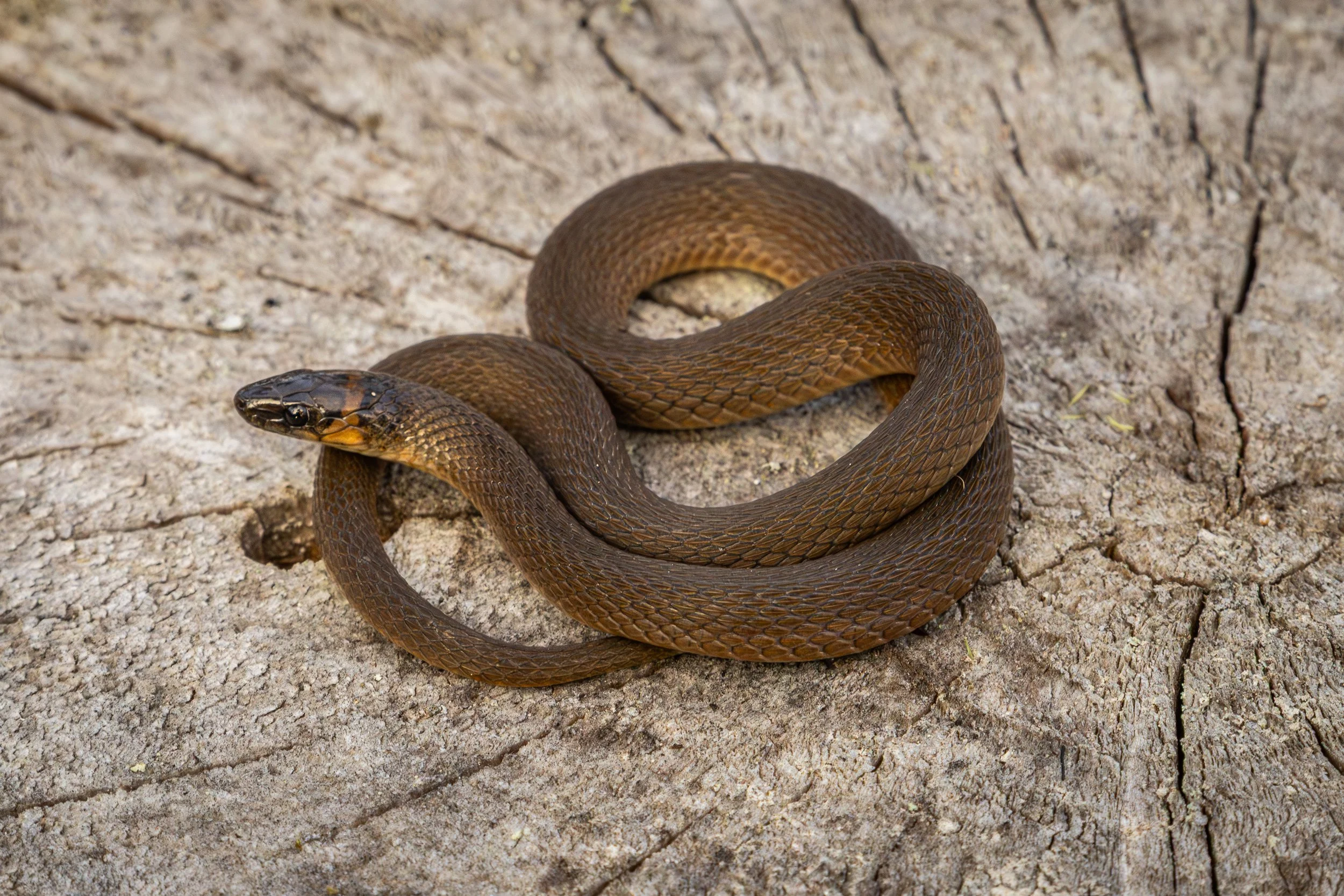 Rough Earth Snake
