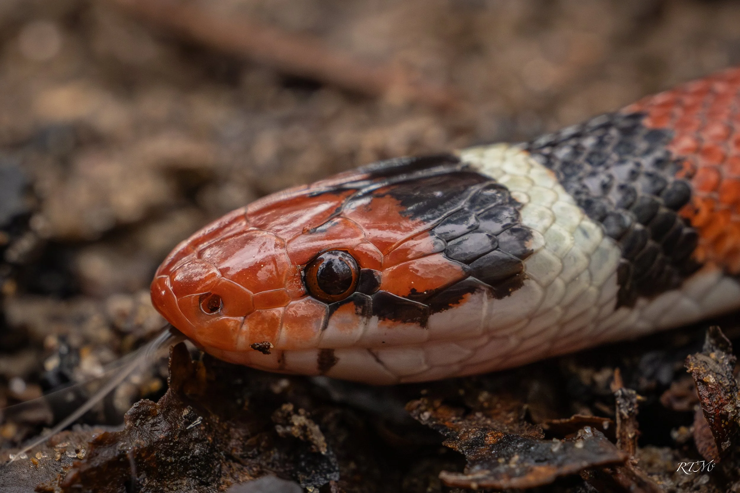 Scarlet Kingsnake