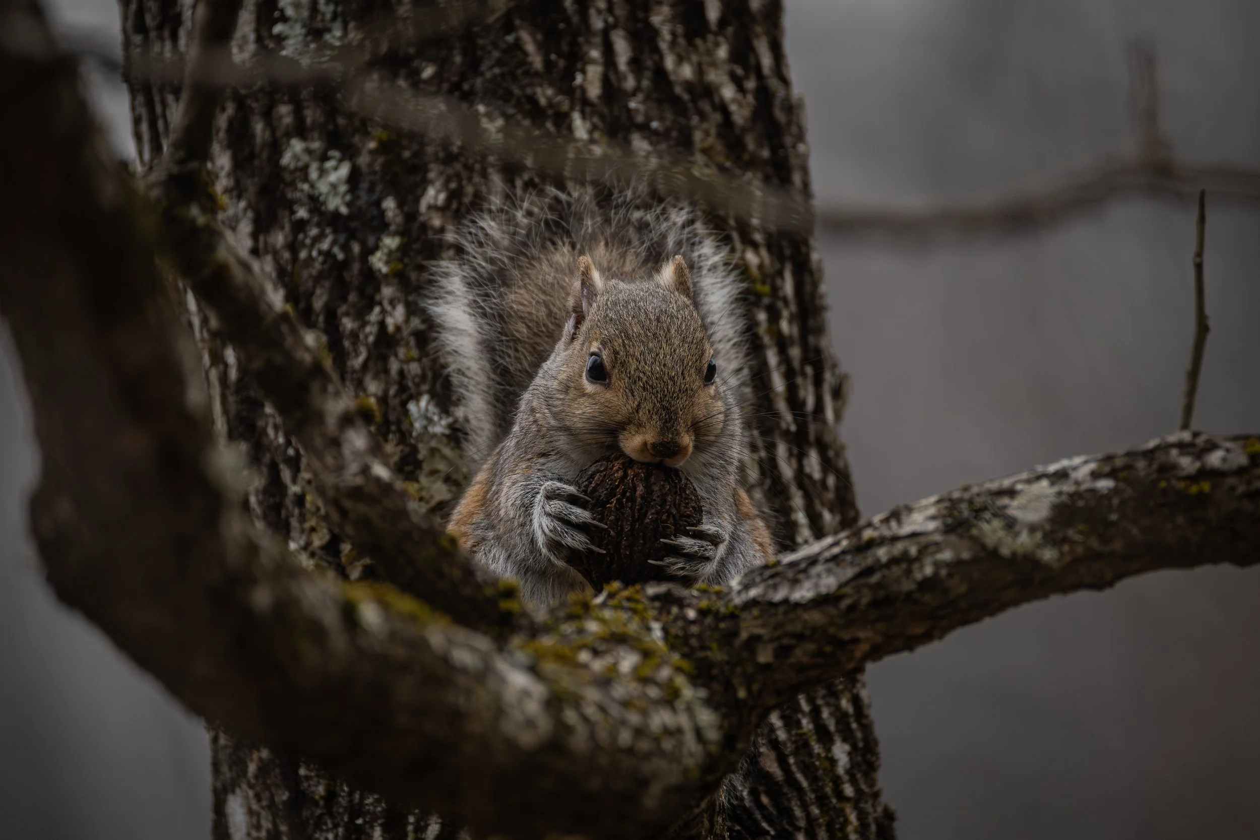 Gray Squirrel