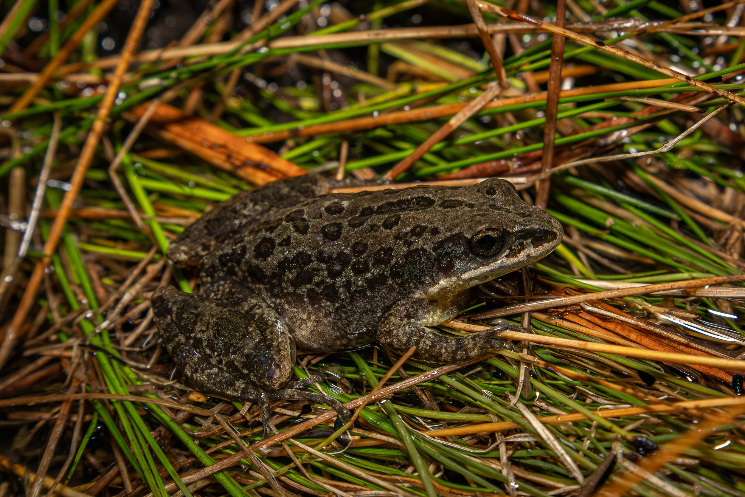 Southern Chorus Frog