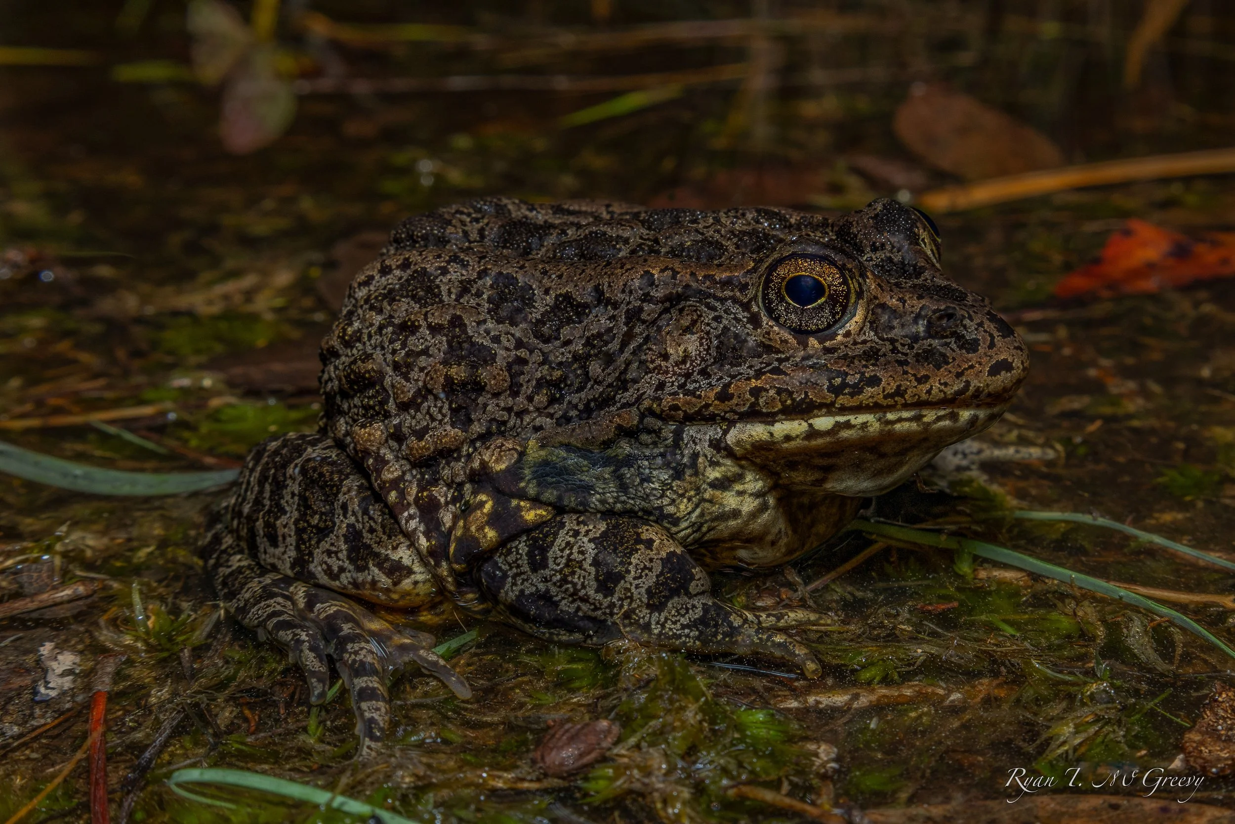 Carolina Gopher Frog