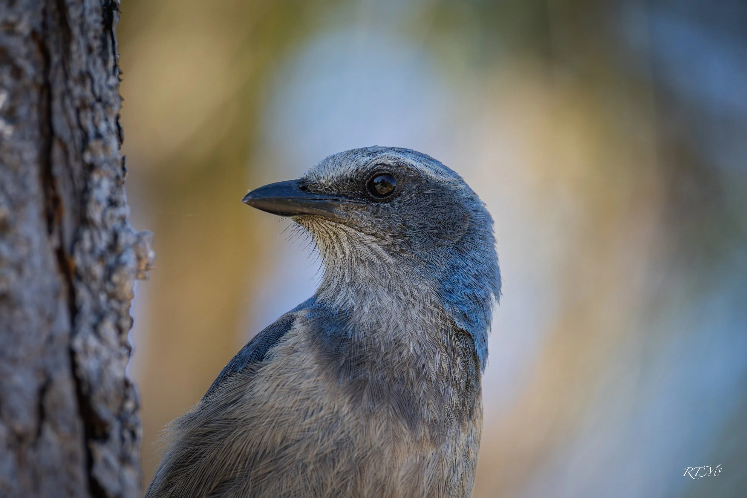Florida Scrub-jay 