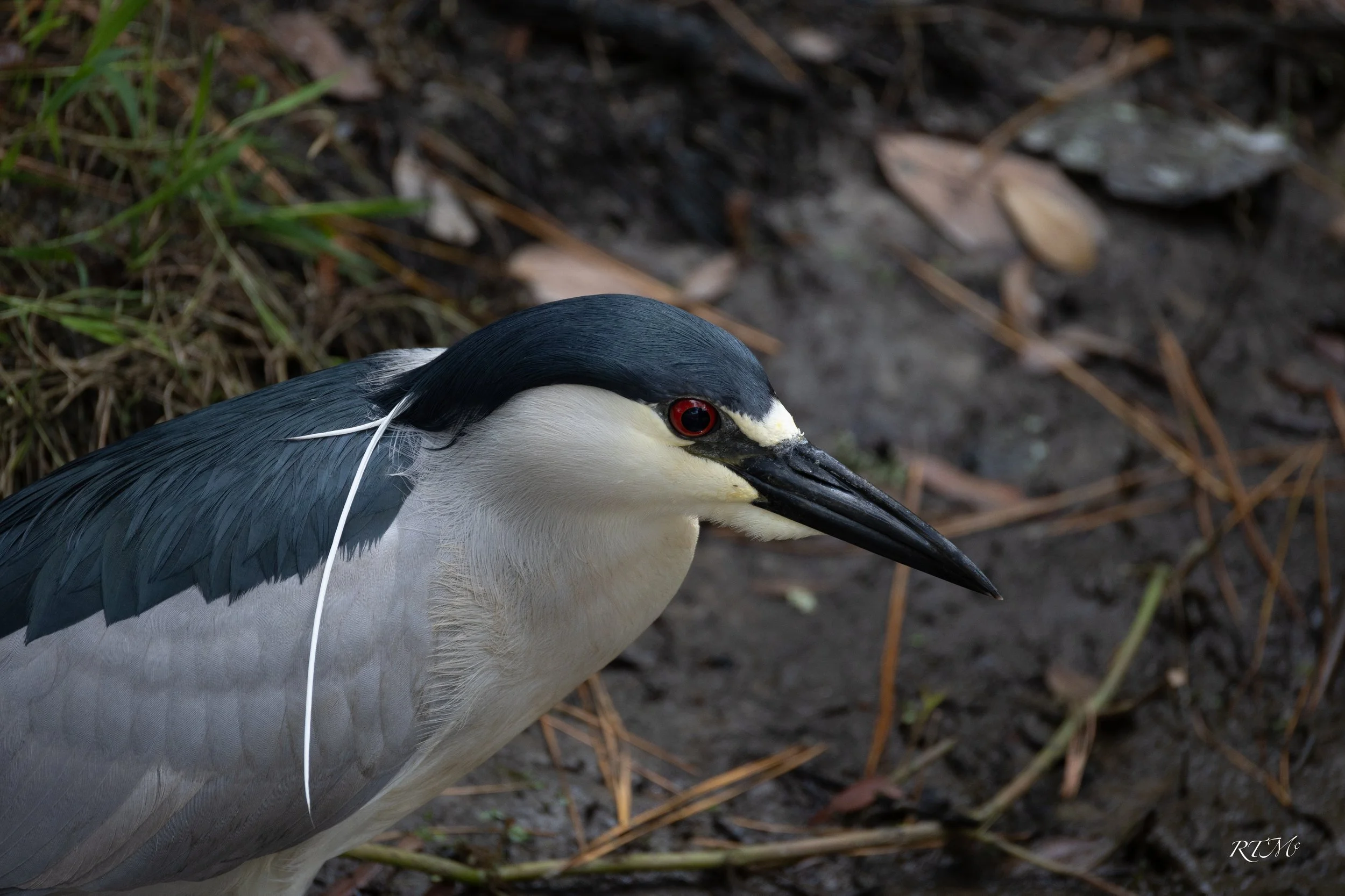 Black-crowned Night Heron