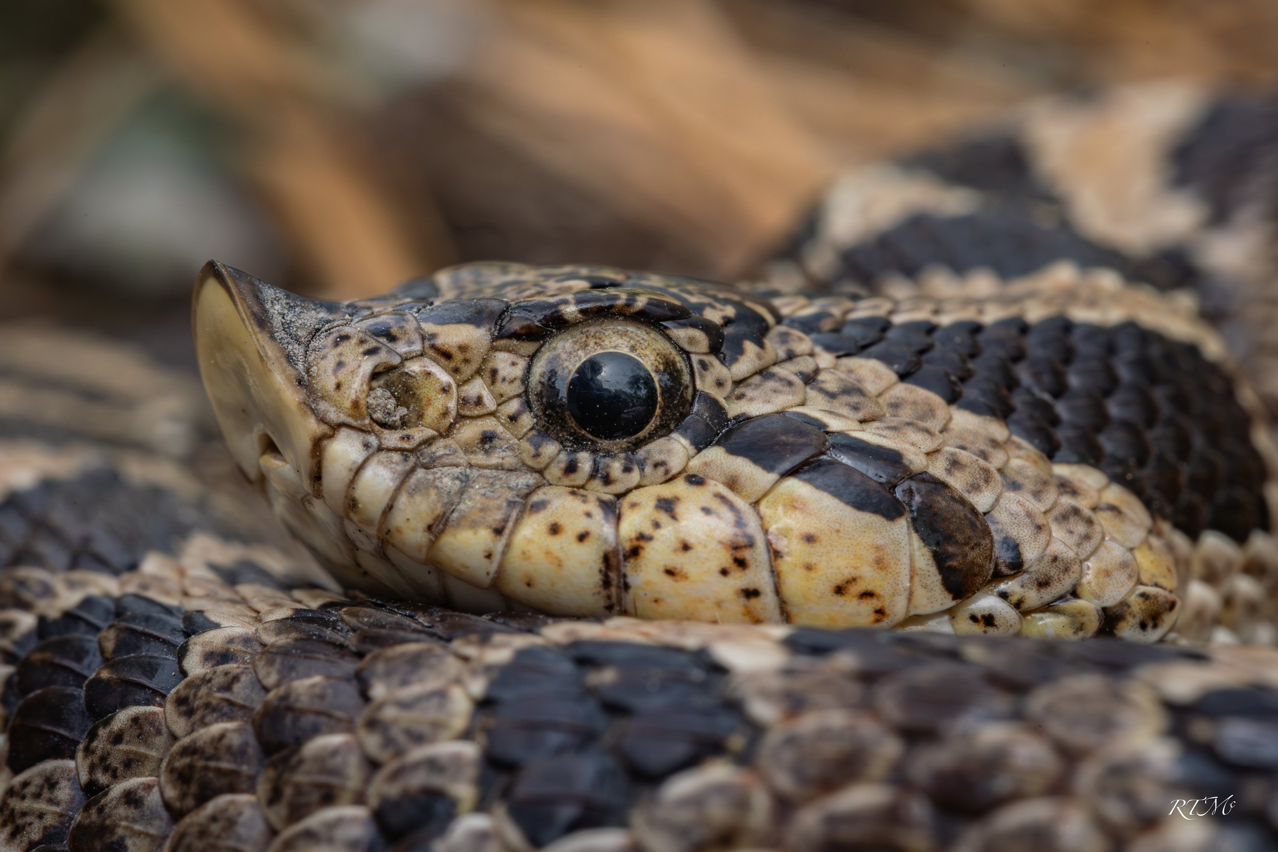 Southern Hognose Snake