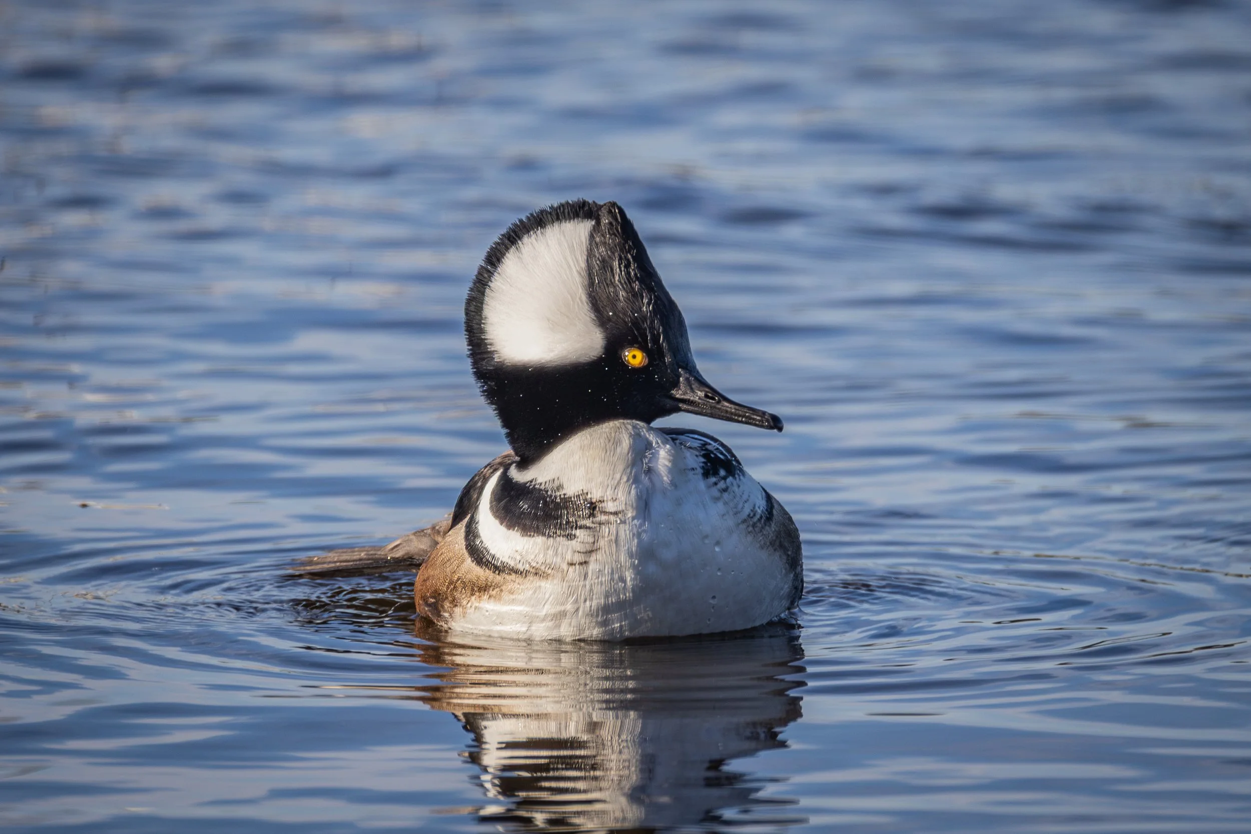 Hooded Merganser