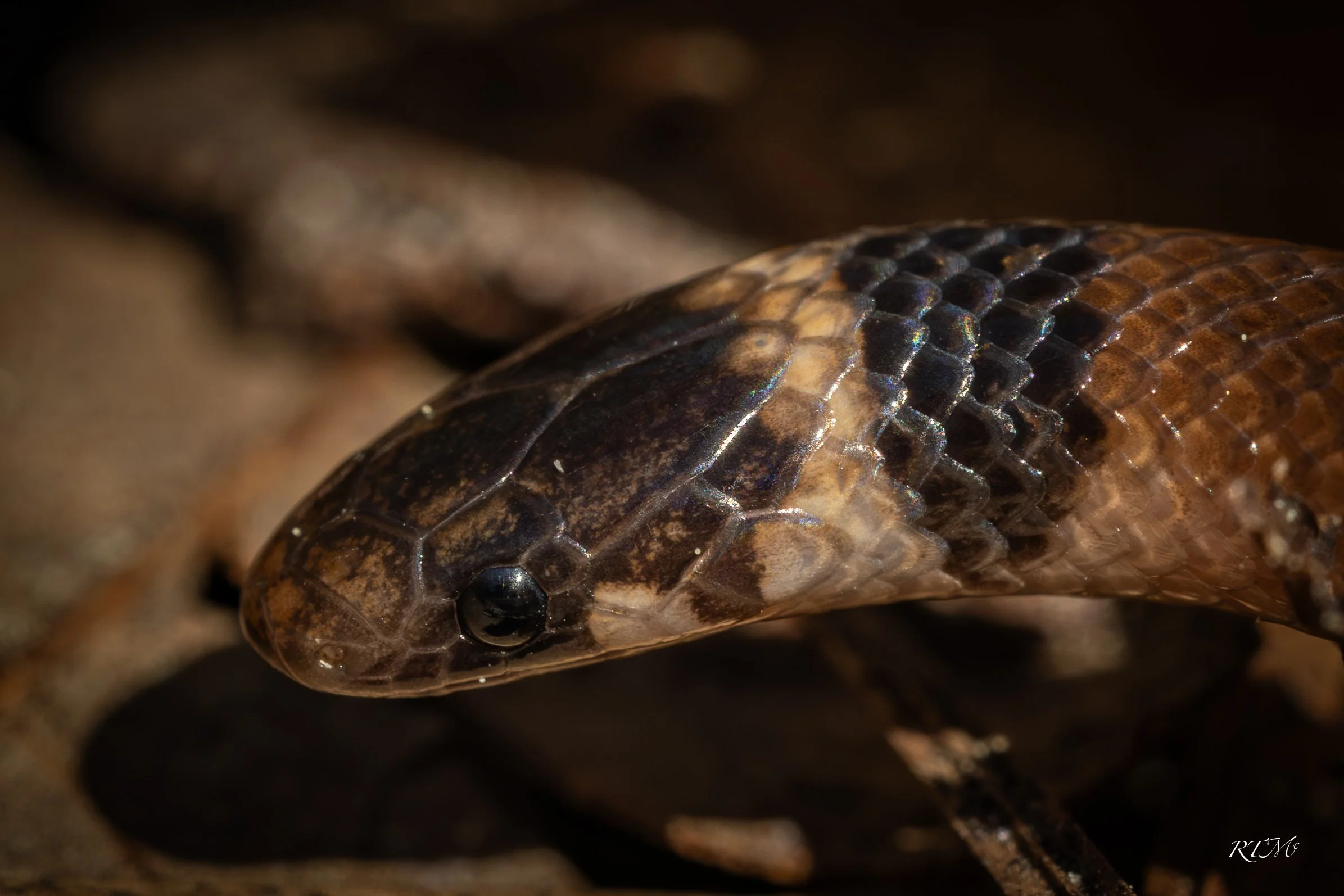 Southeastern Crowned Snake