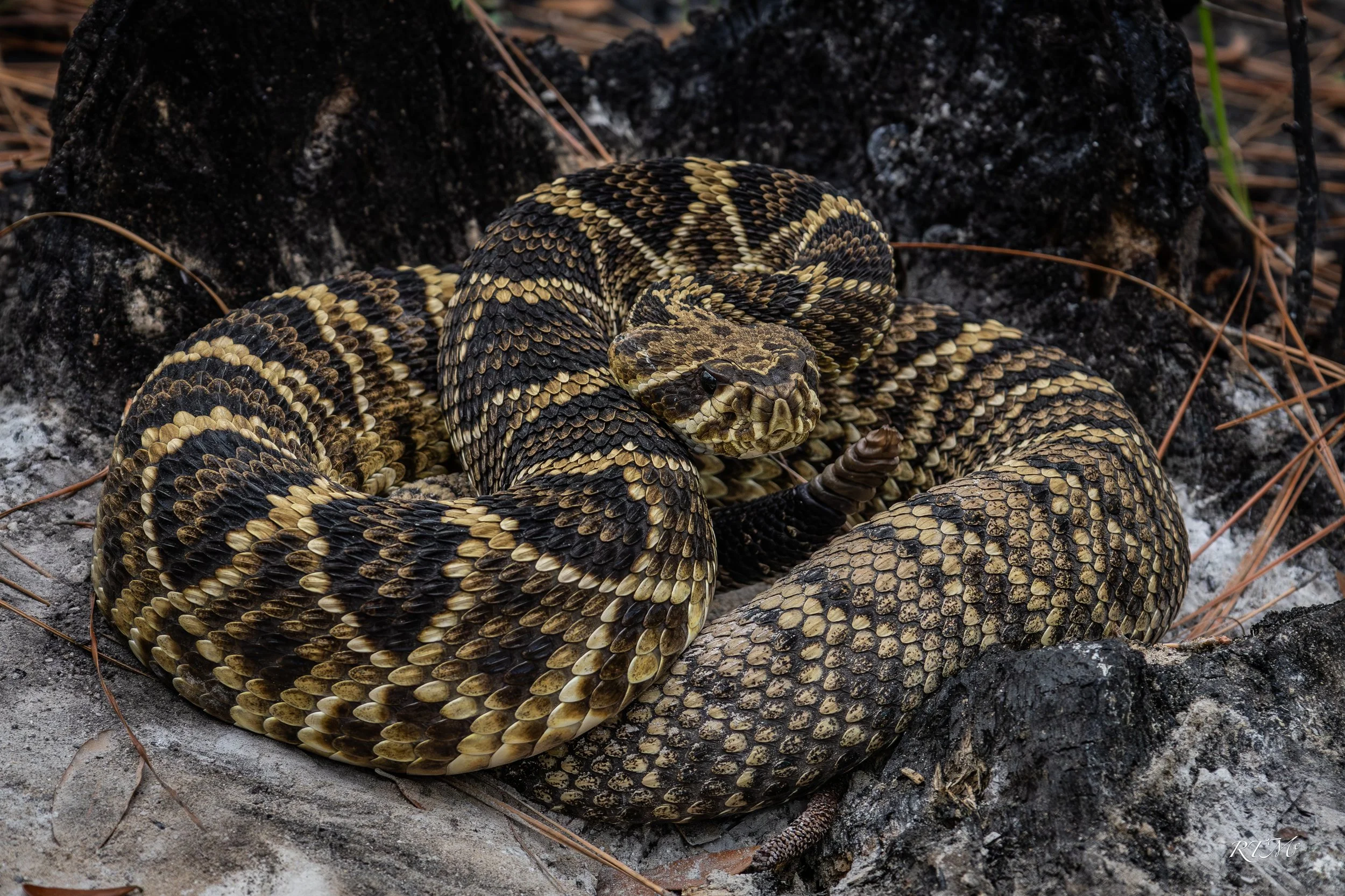 Eastern Diamondback Rattlesnake