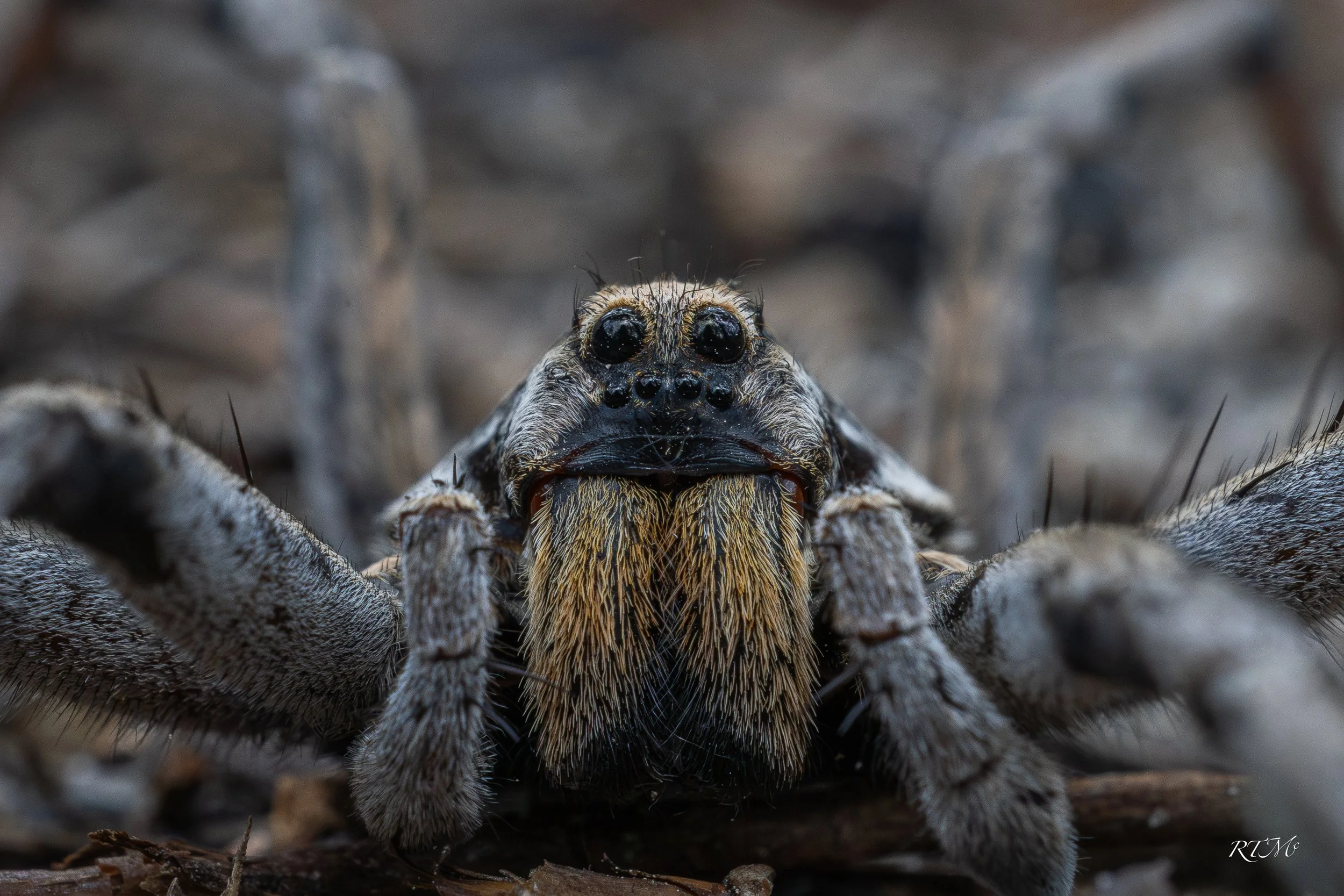 Carolina Wolf Spider