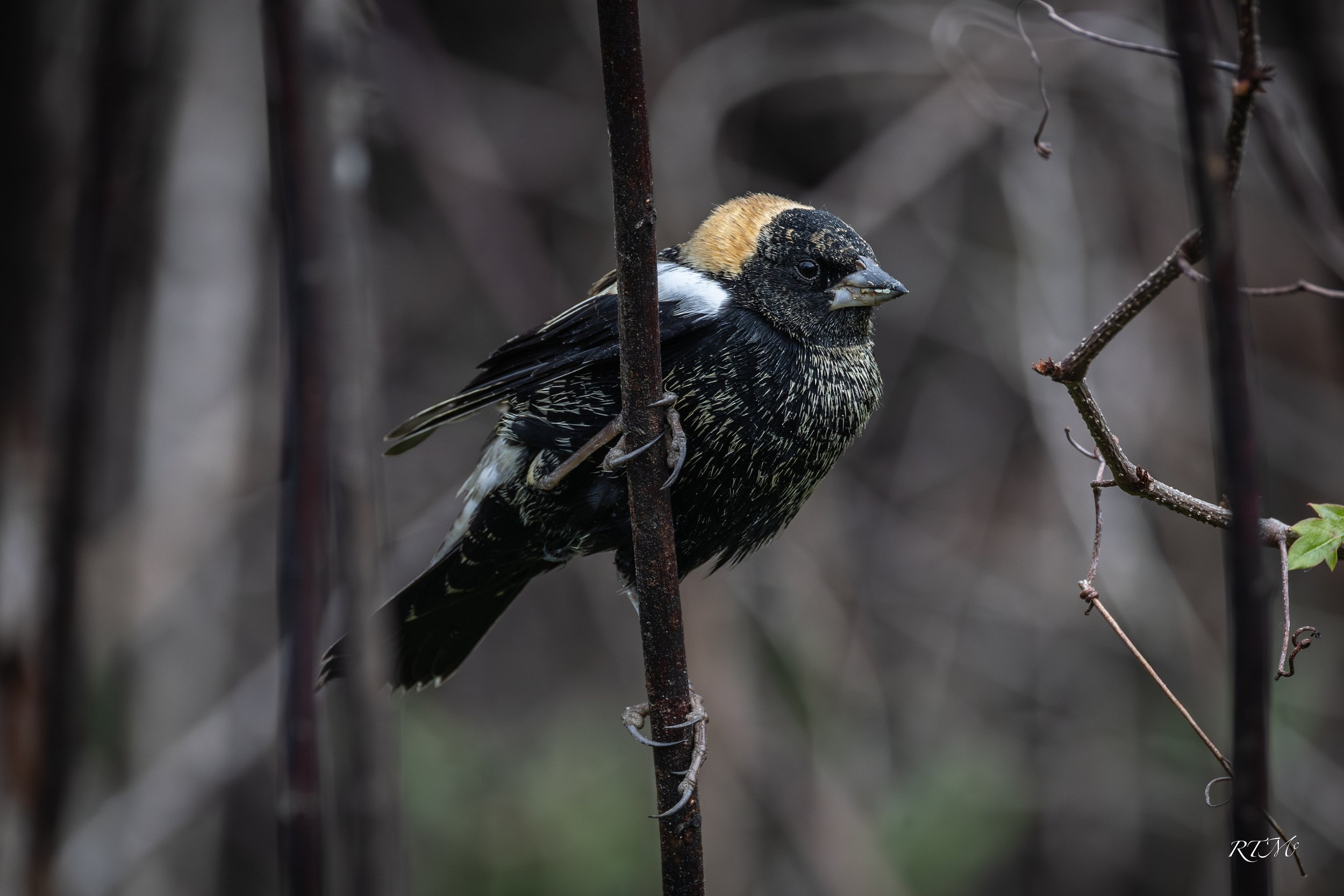 Bobolink
