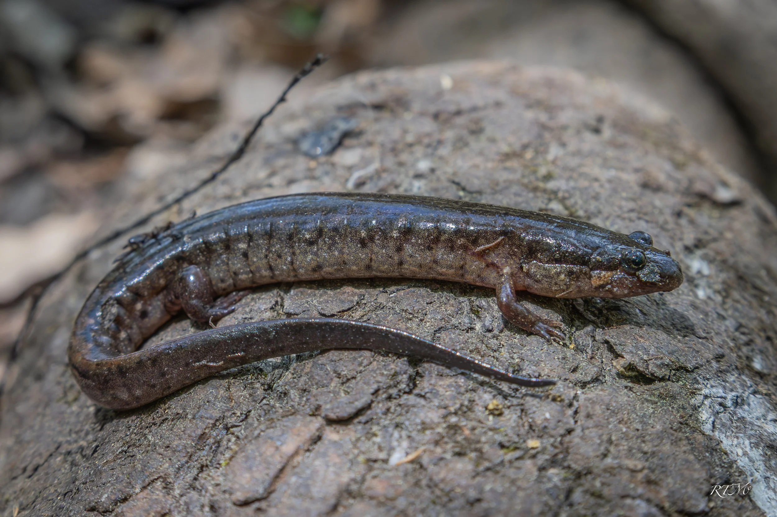 Carolina Swamp Dusky Salamander