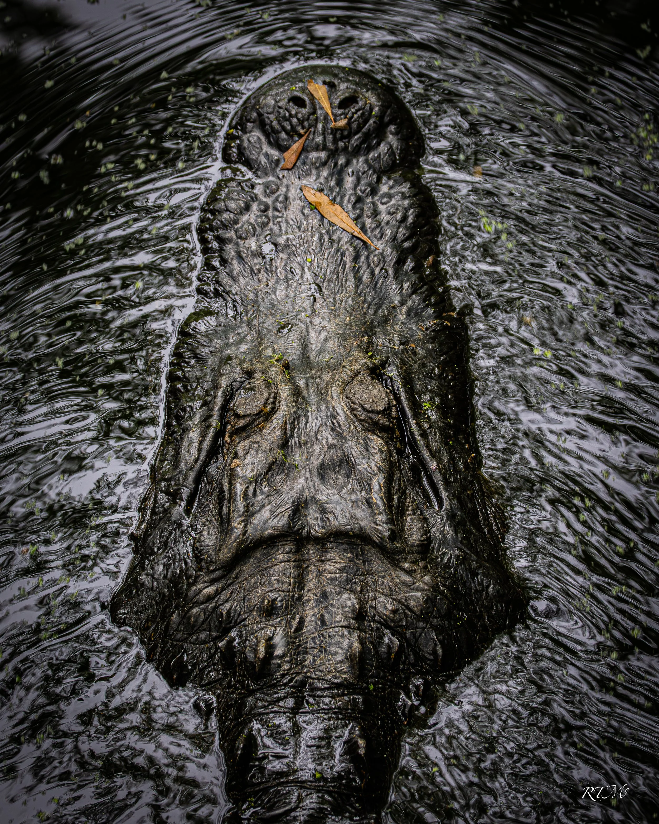 American Alligator