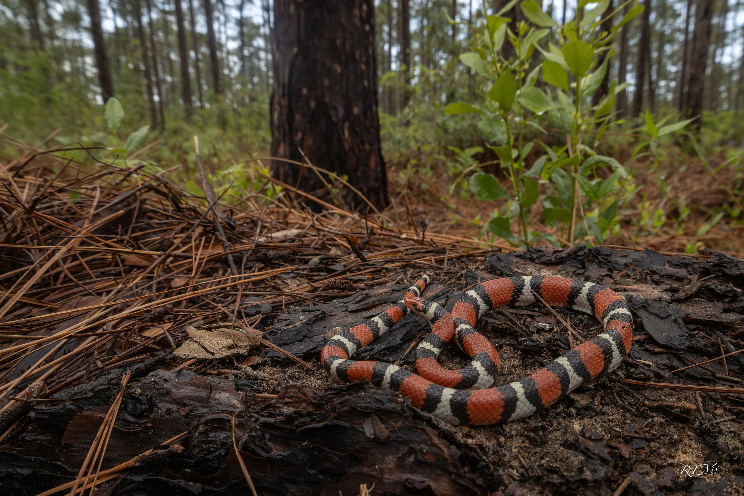 Scarlet Kingsnake