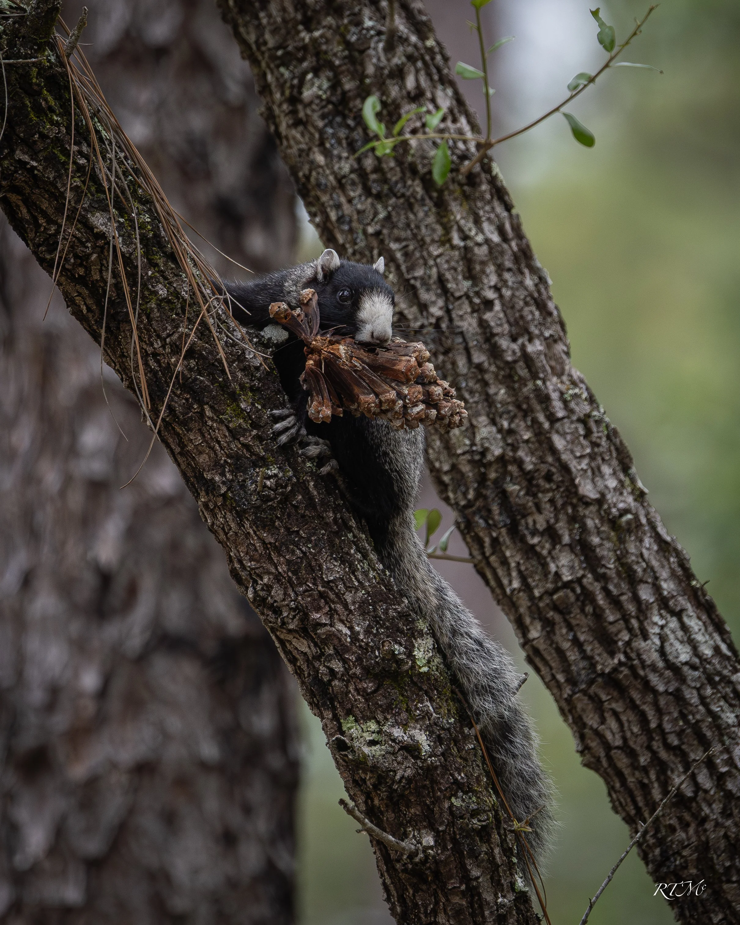 Fox Squirrel