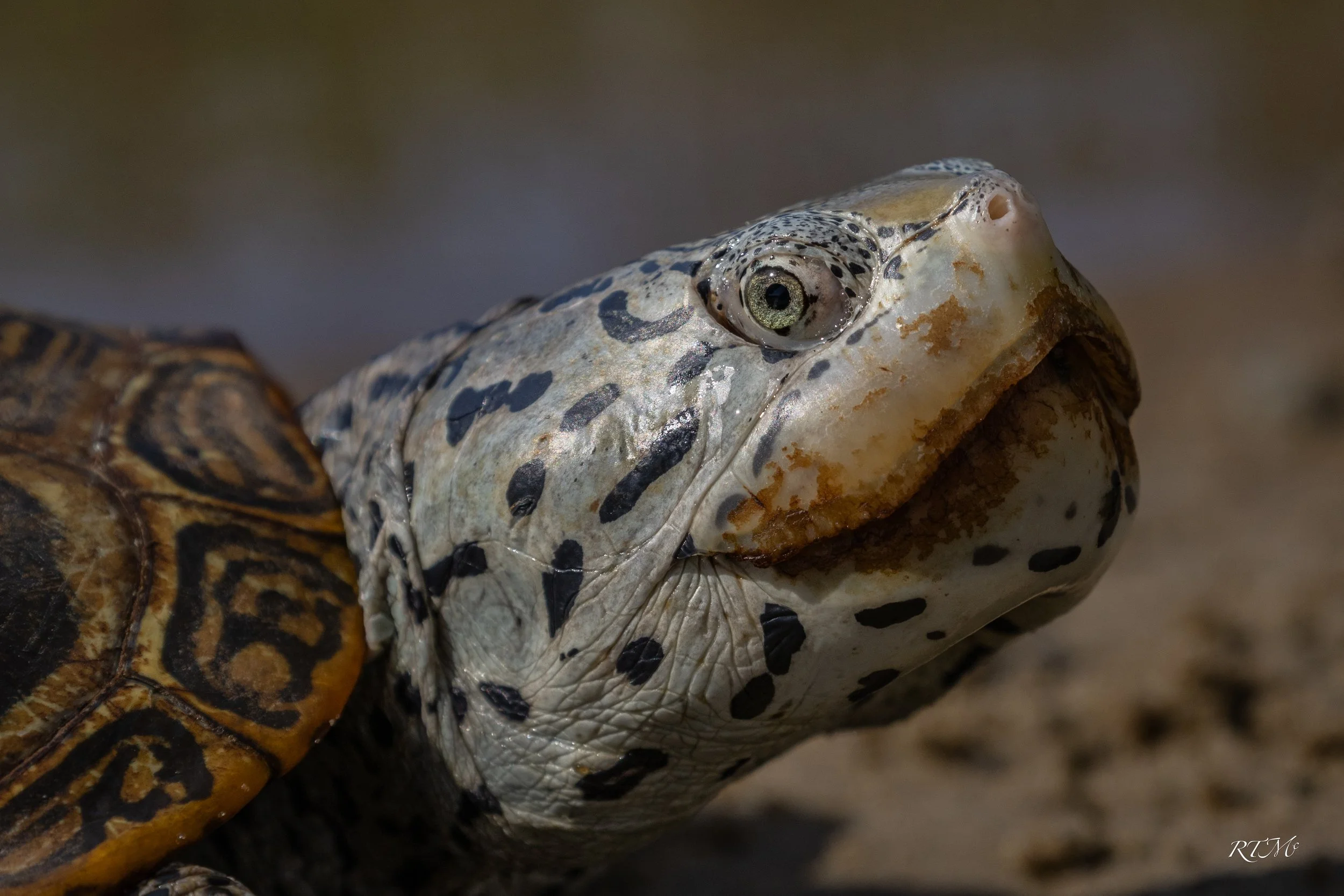 Diamondback Terrapin