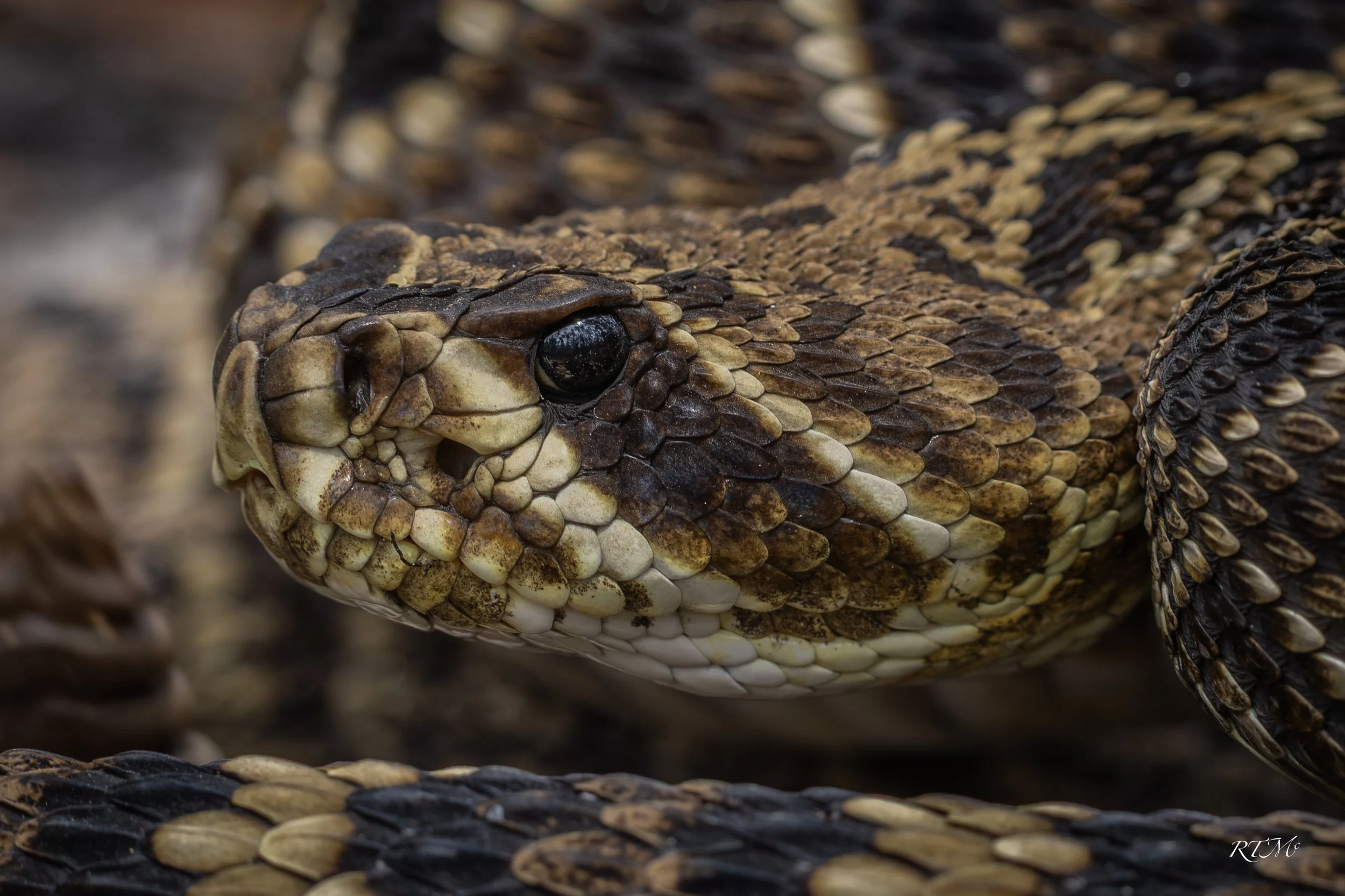 Eastern Diamondback Rattlesnake