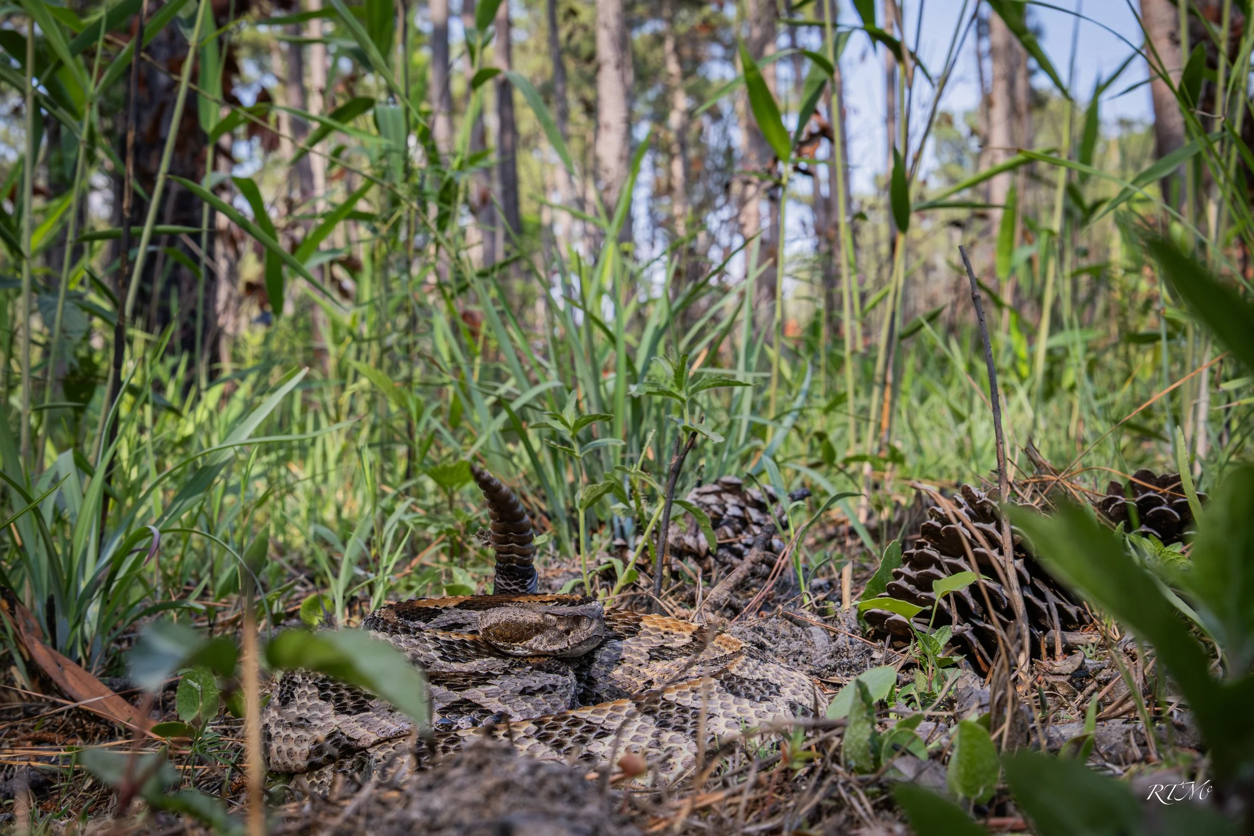 Canebrake Rattlesnake