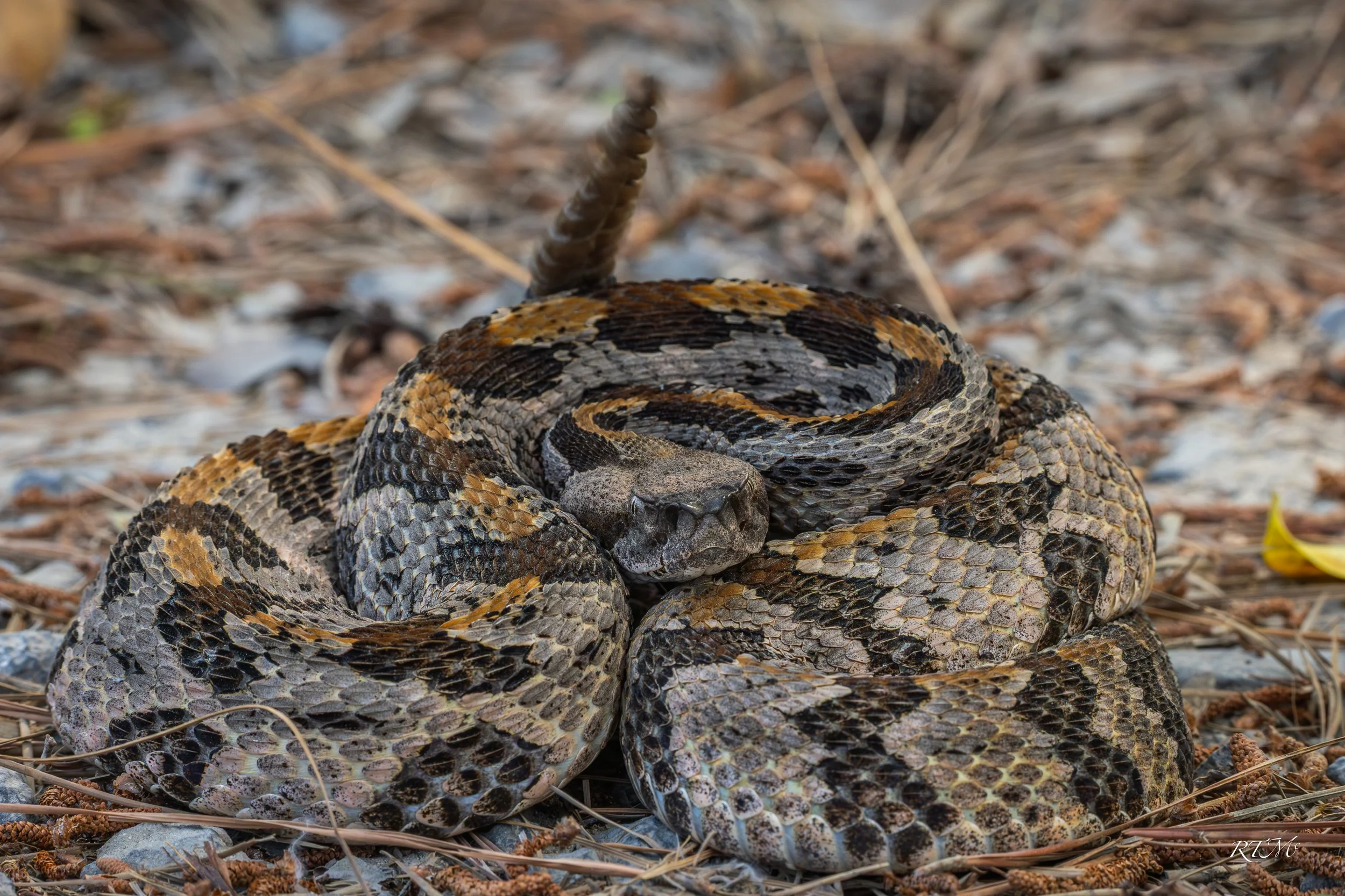 Canebrake Rattlesnake