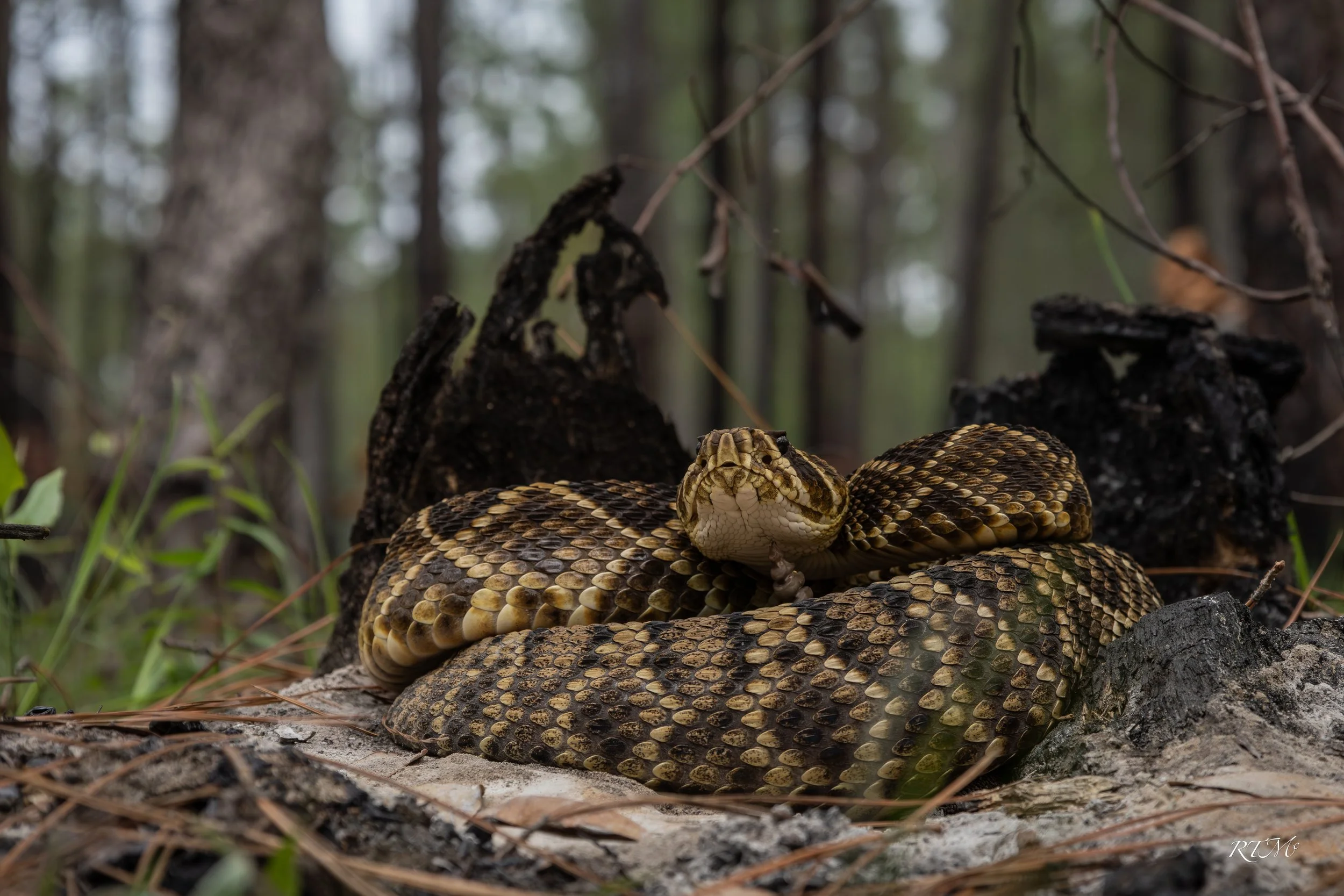 Eastern Diamondback Rattlesnake