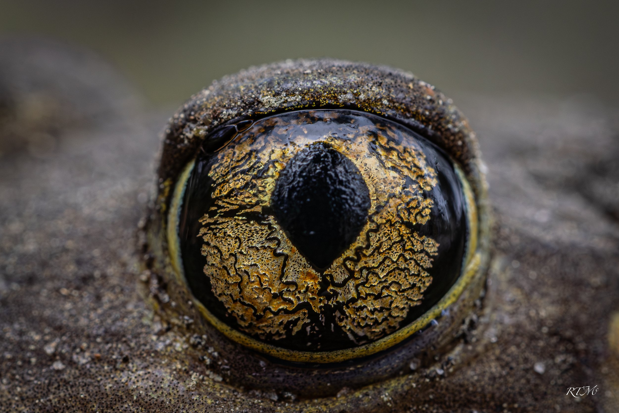 Eye of the Spadefoot