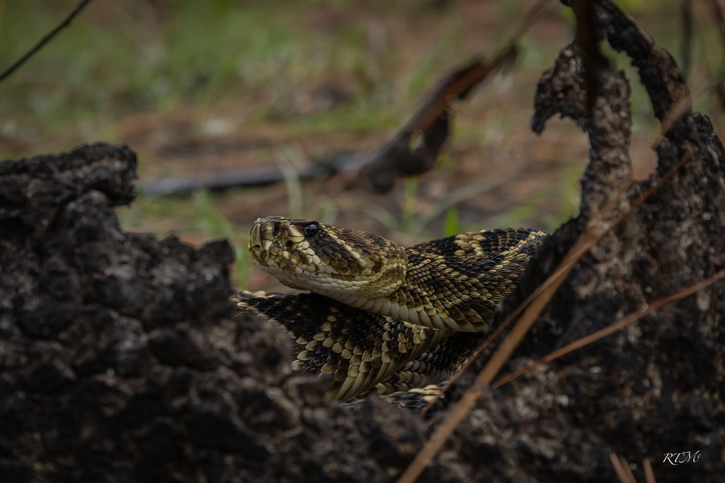 Eastern Diamondback Rattlesnake
