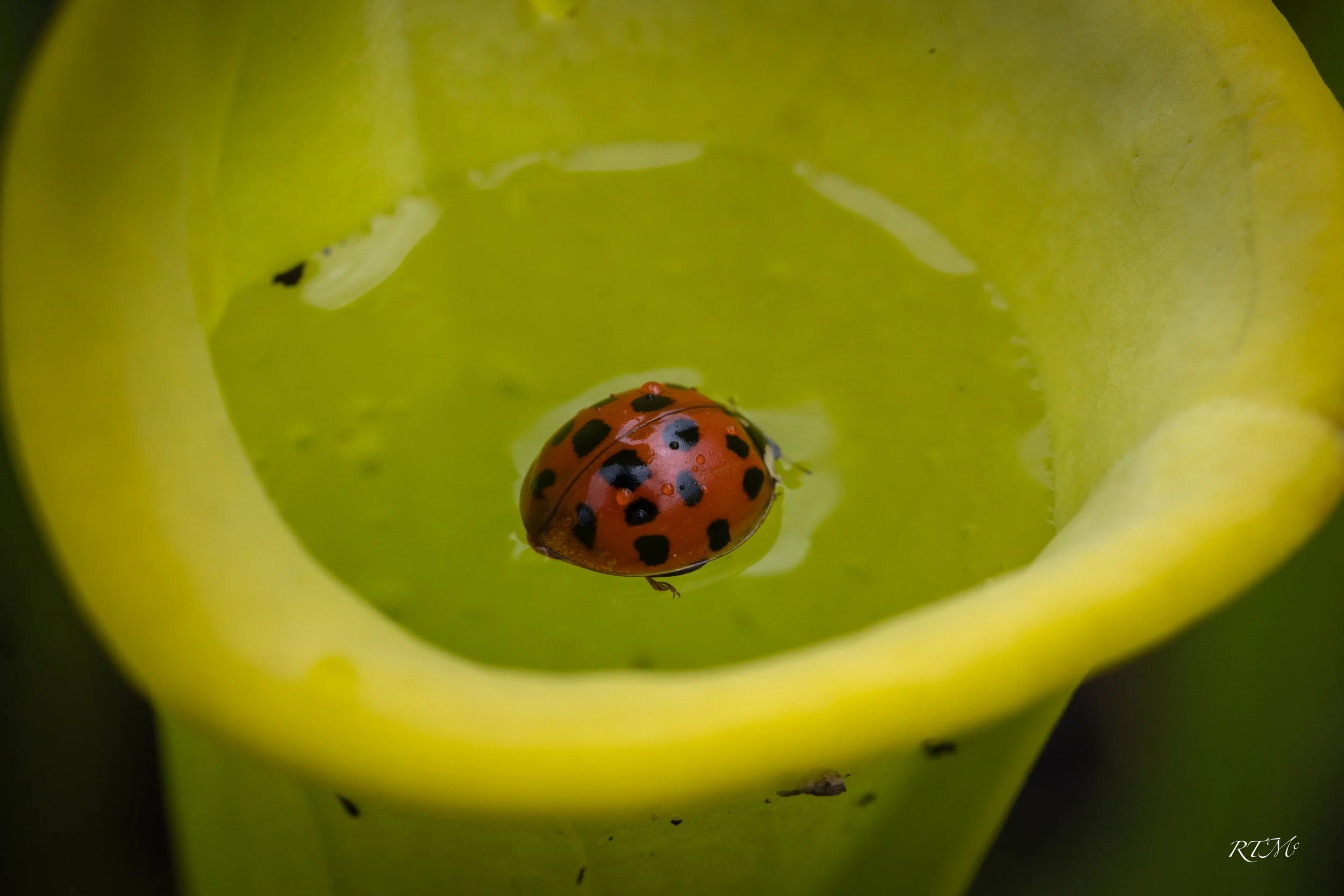 Pitcher Plant Bath