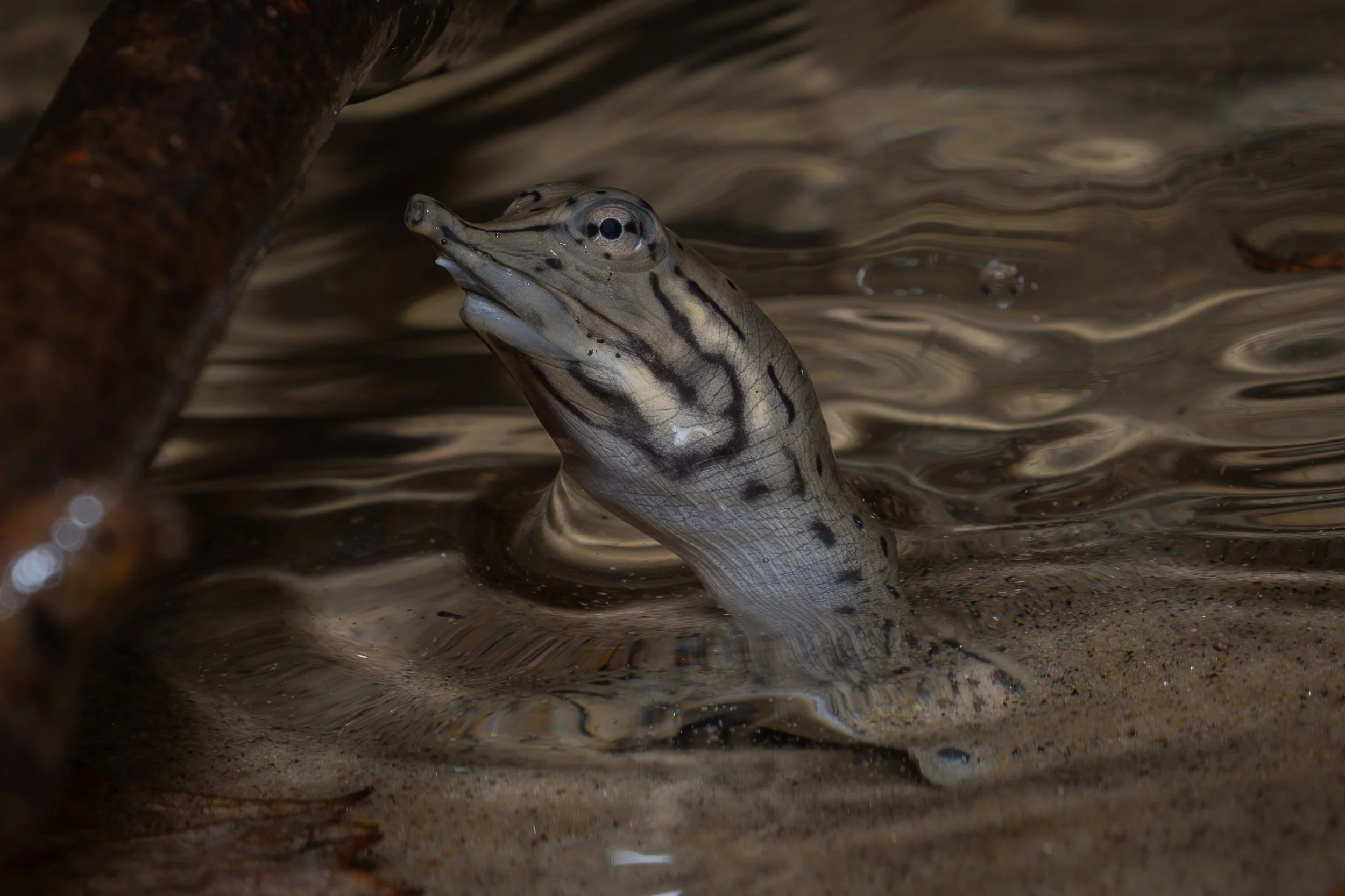 Spiny Softshell Turtle