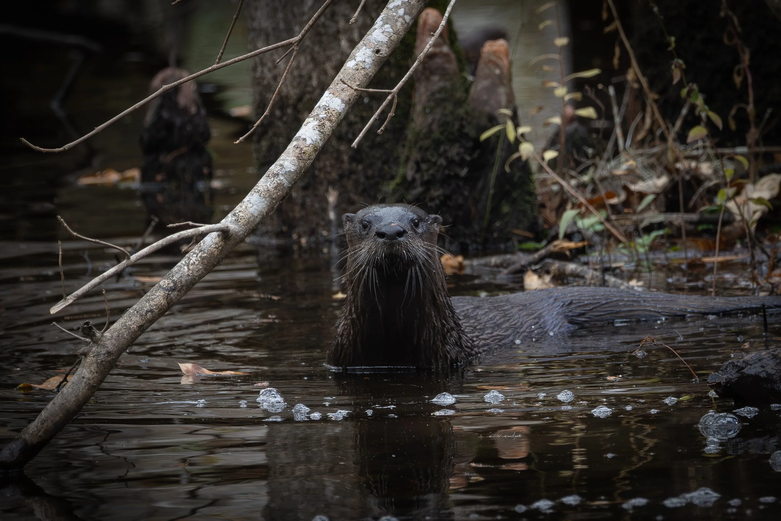 American River Otter