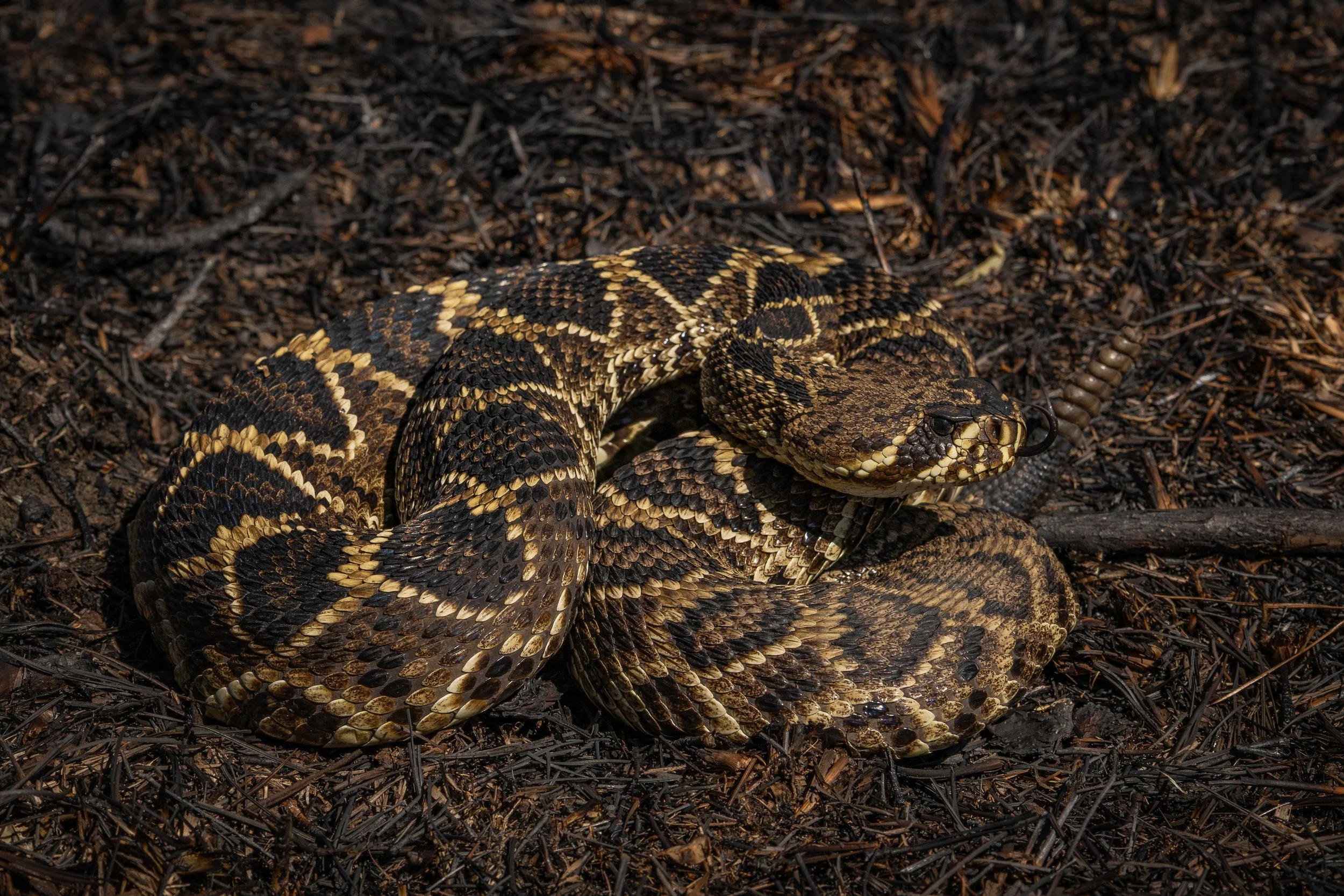 Eastern Diamondback Rattlesnake