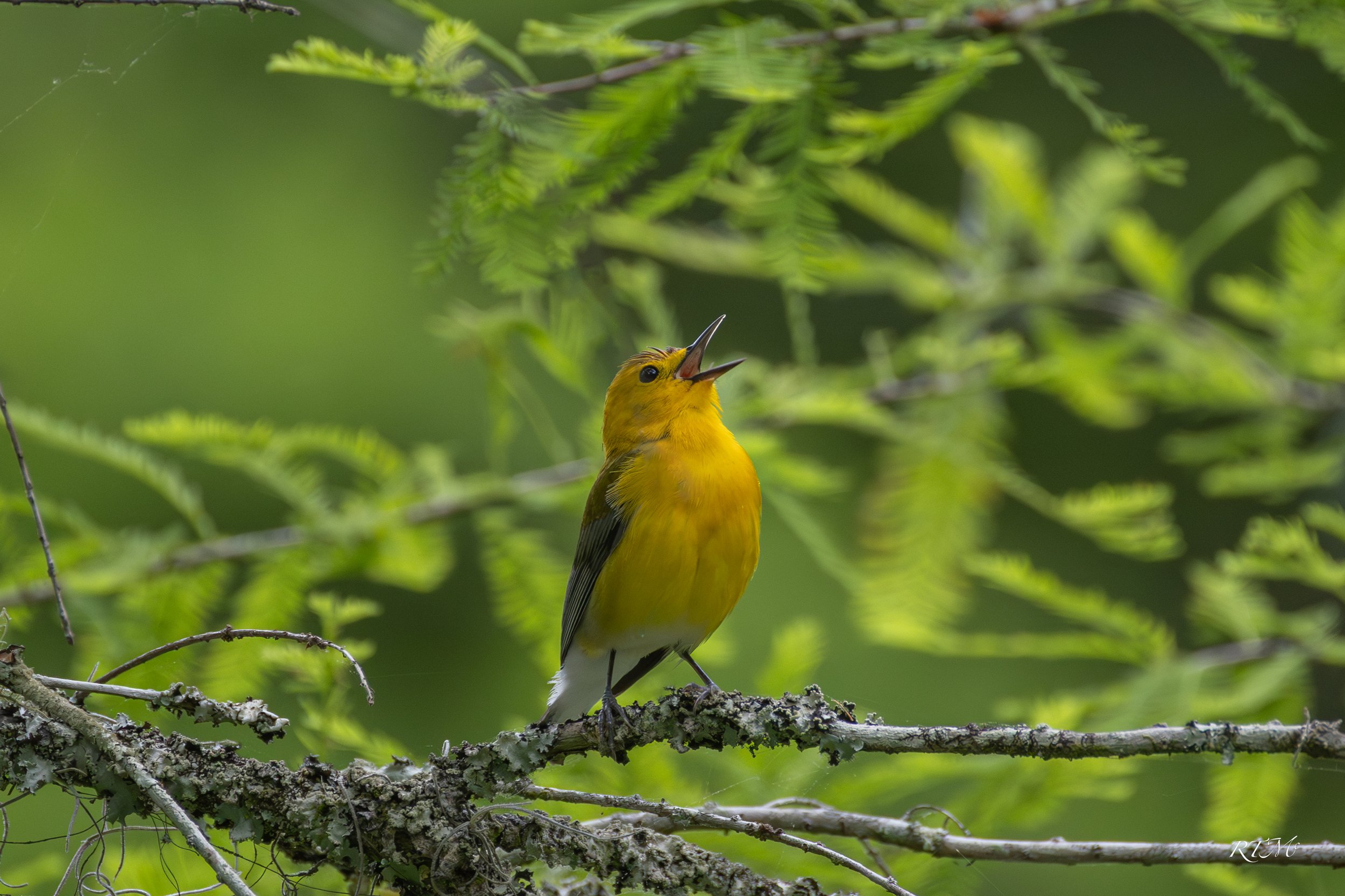 Prothonotary Warbler