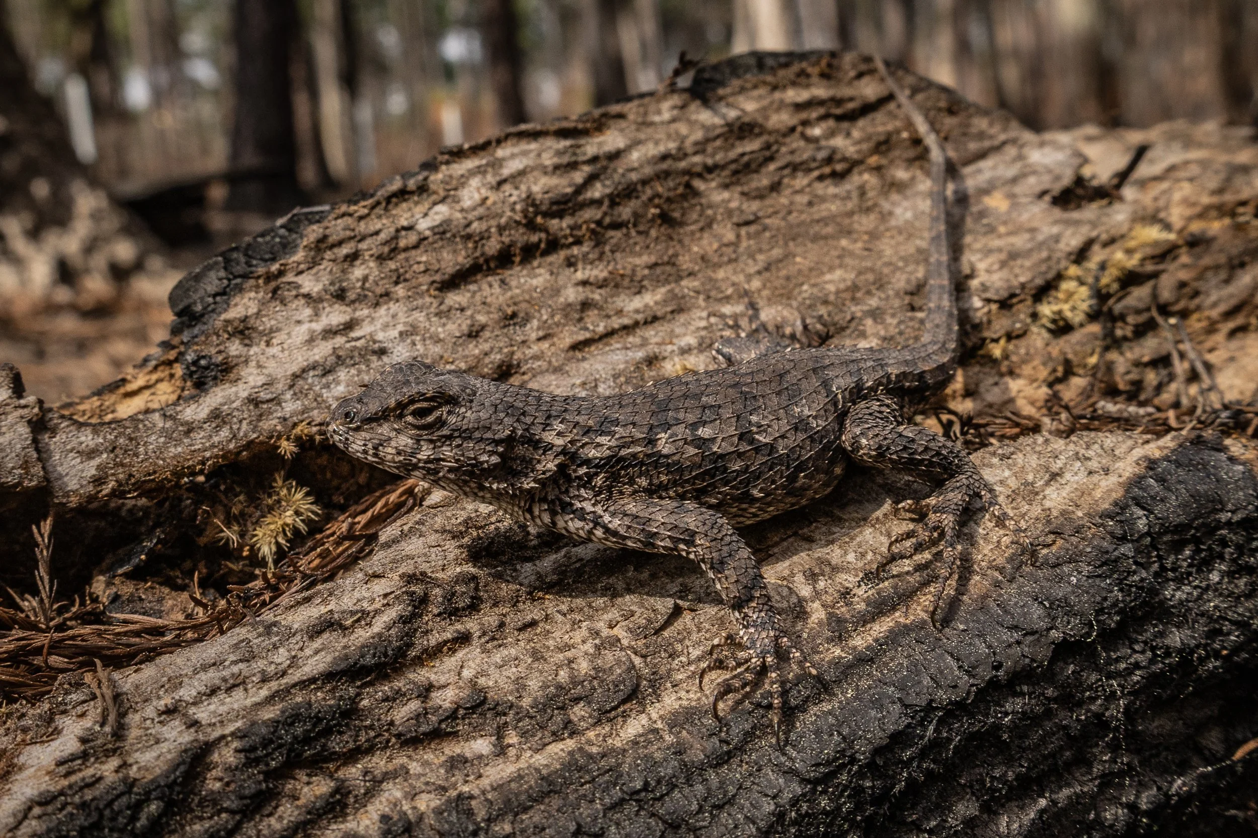 Eastern Fence Lizard