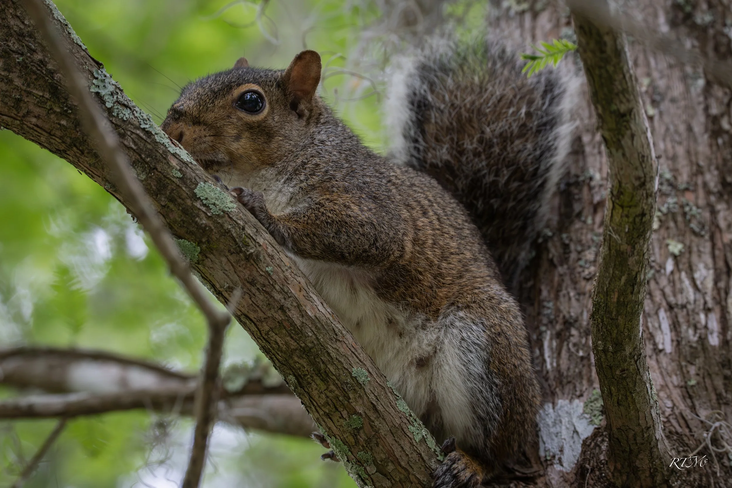 Gray Squirrel